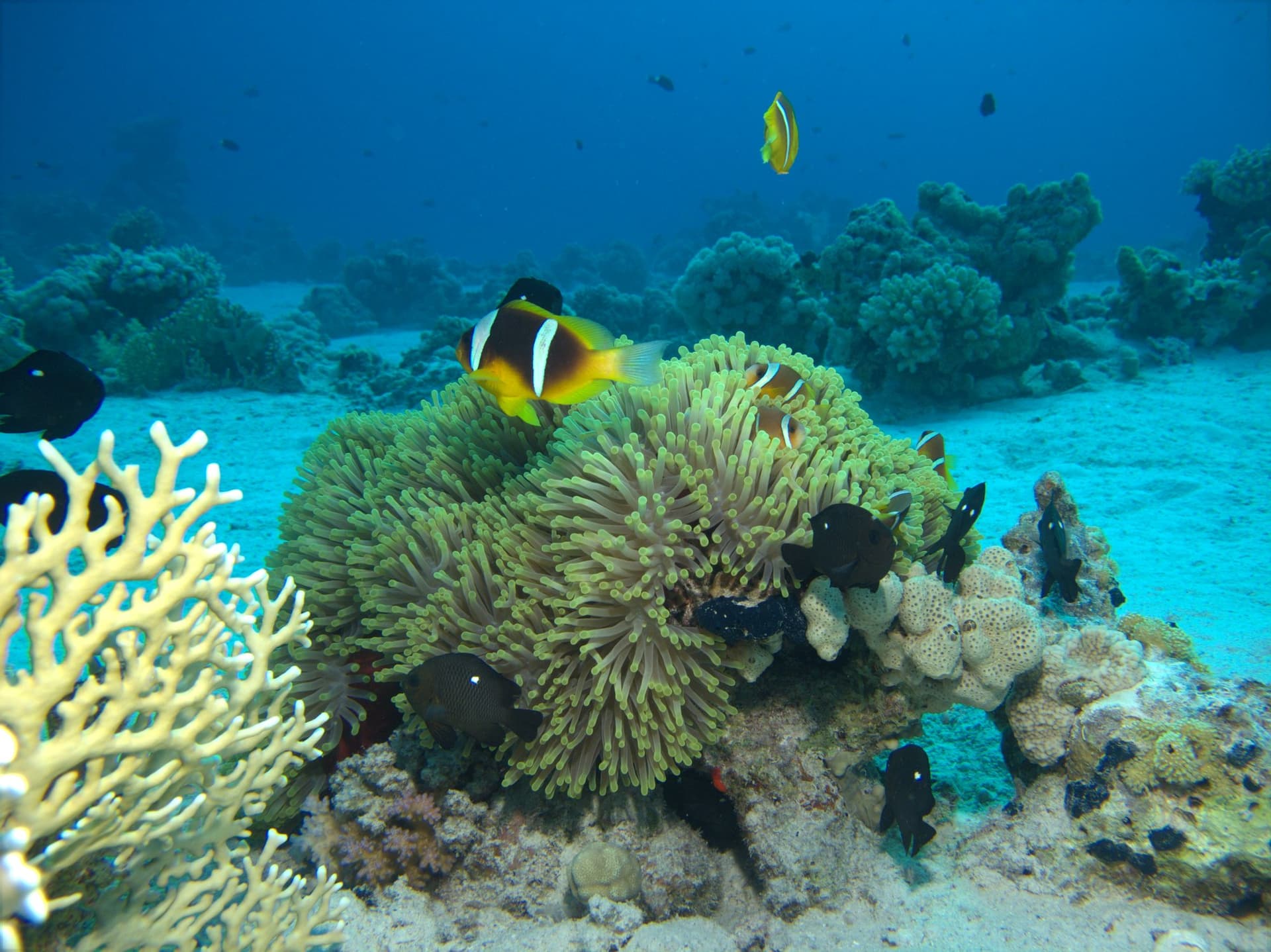 Clownfish