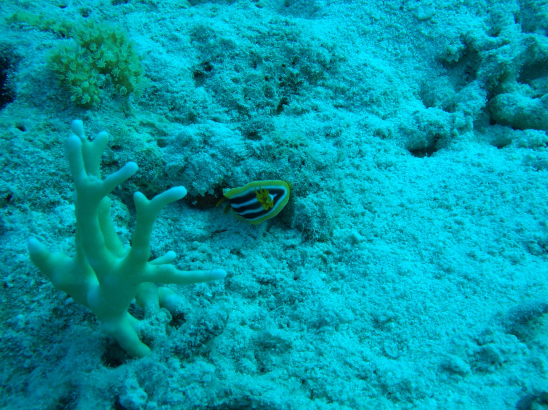 African chromodorid, Pyjama nudibranch