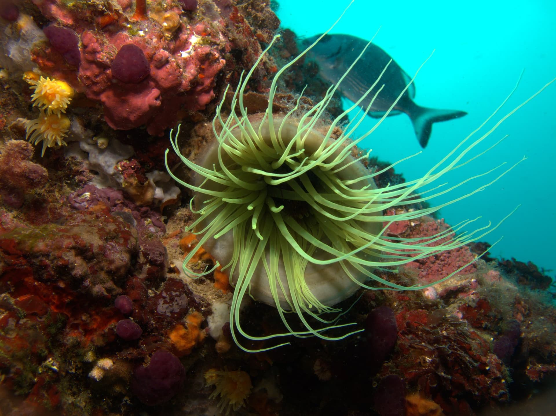 Snakelocks anemone