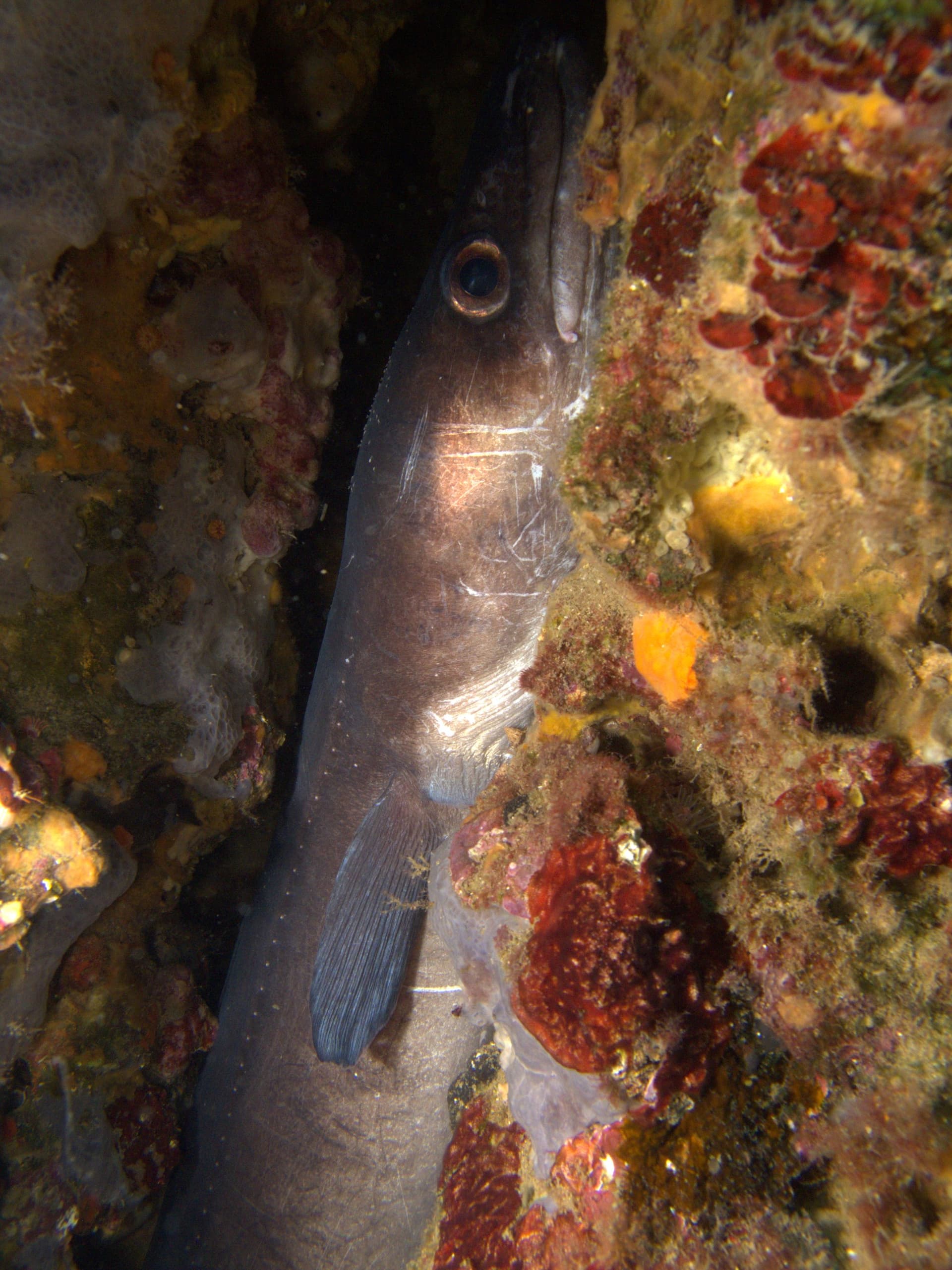 European conger