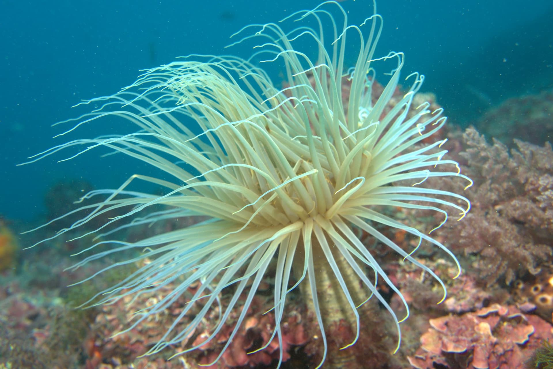 Cylinder anemone