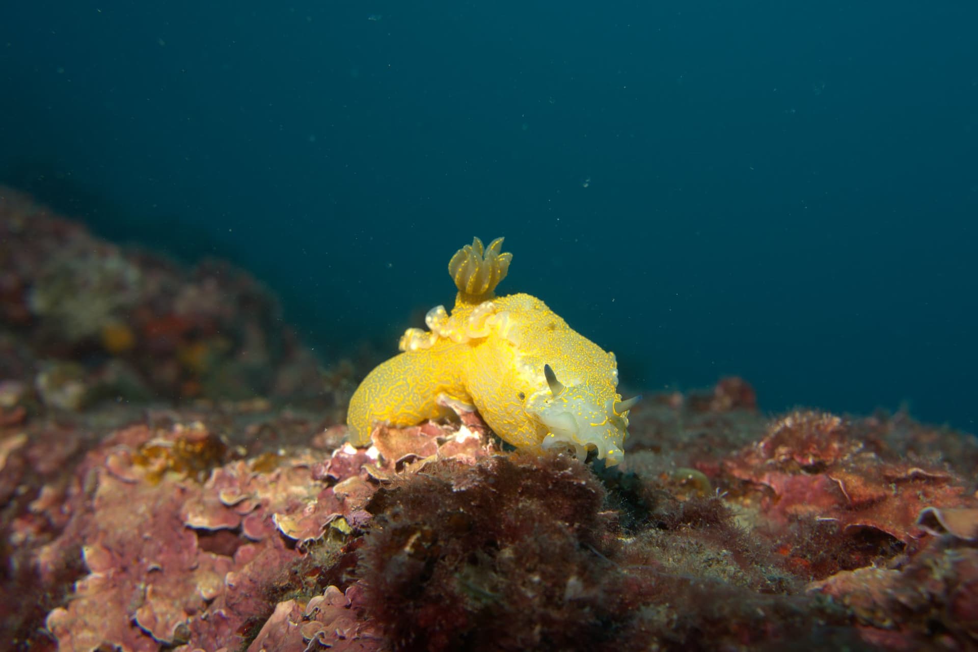 Violet sea slug
