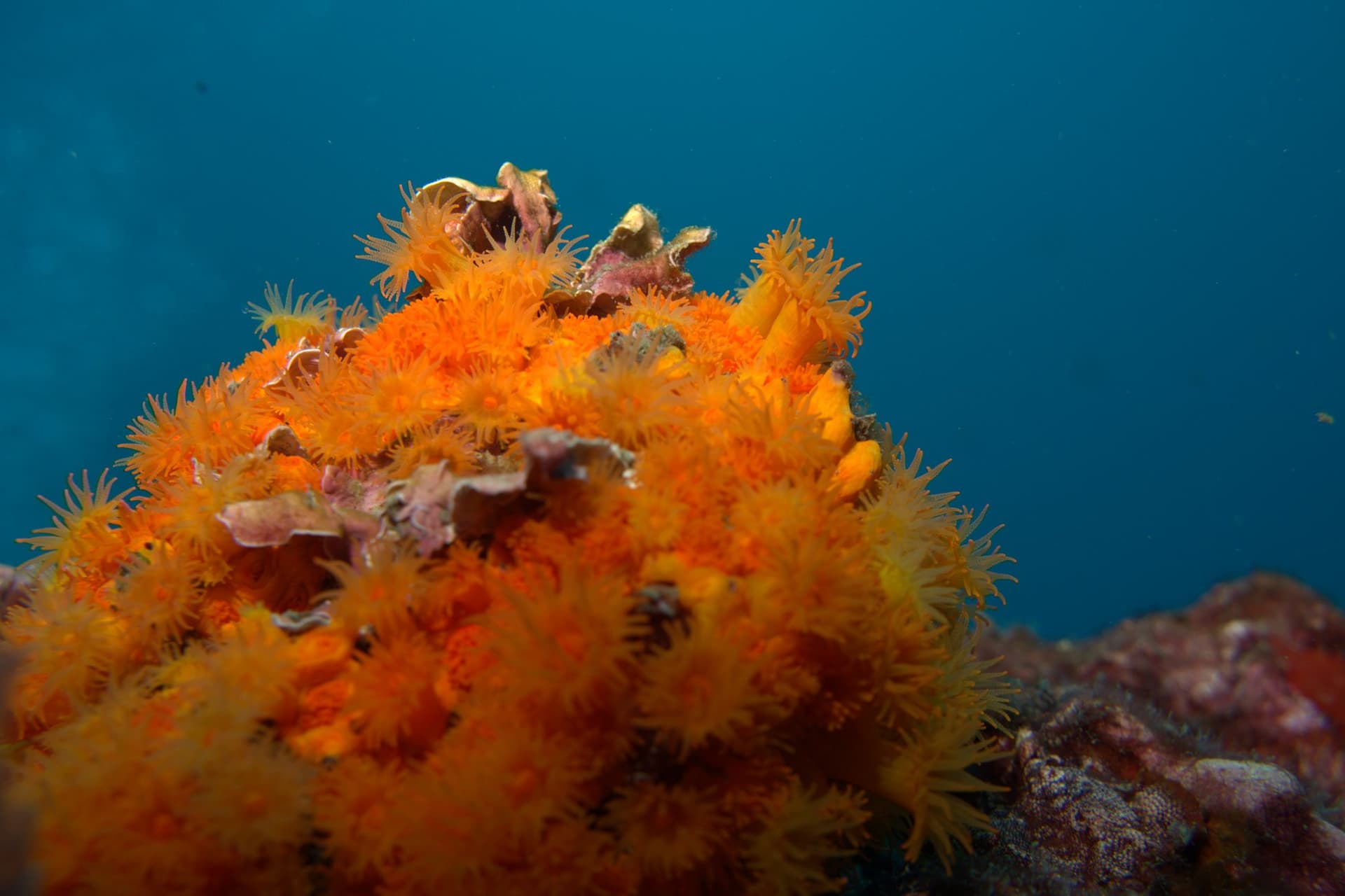 Orange coral