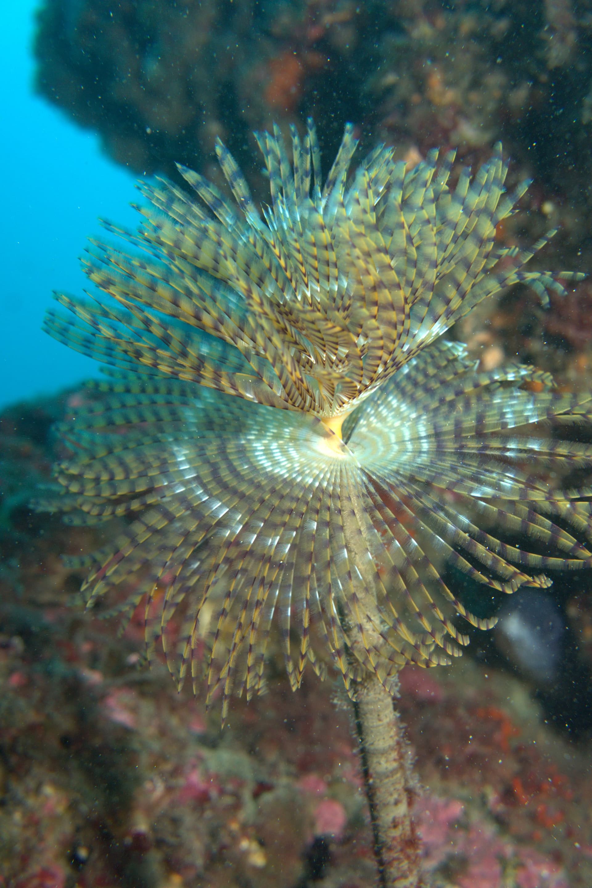 Mediterranean fanworm