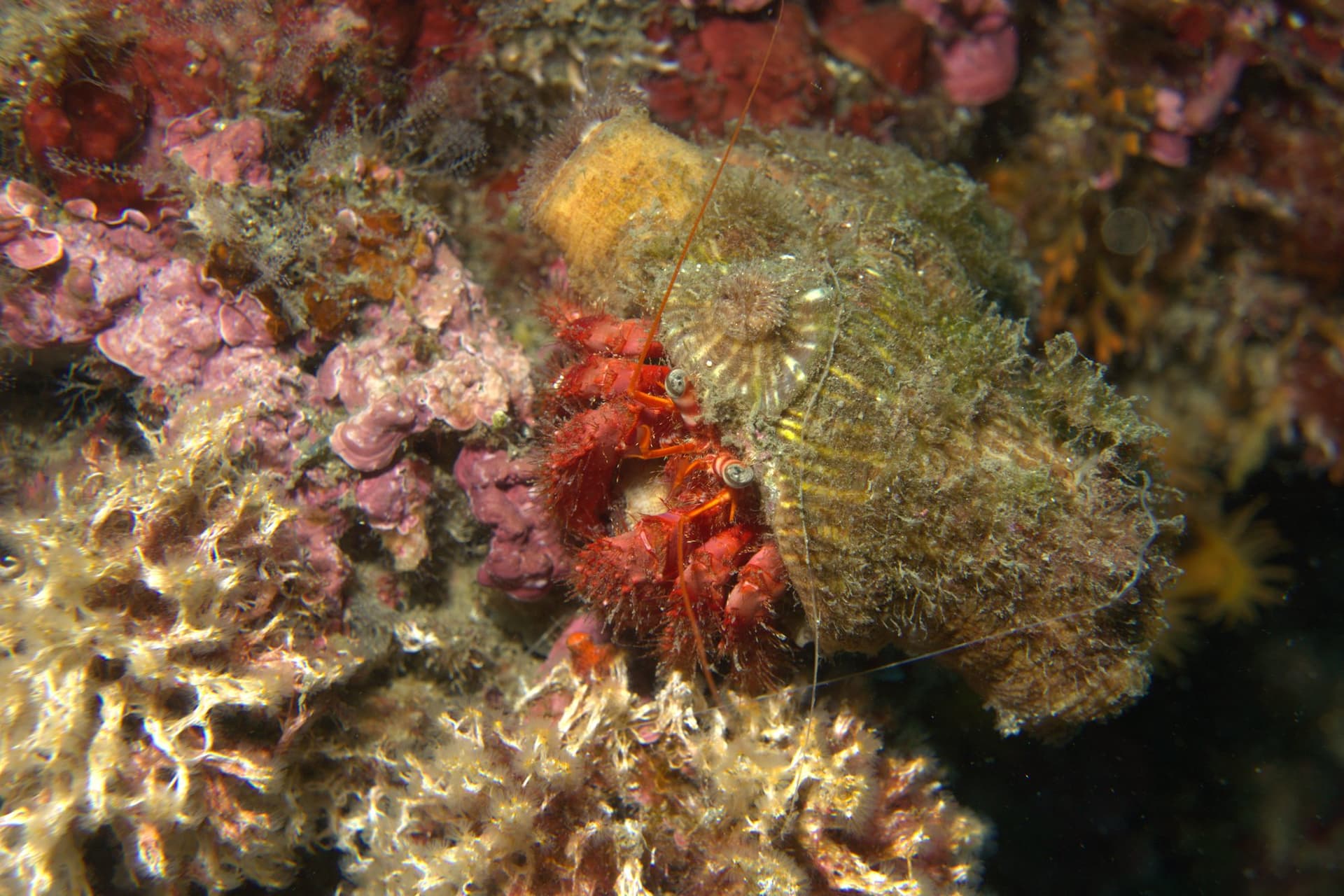 Hermit crab