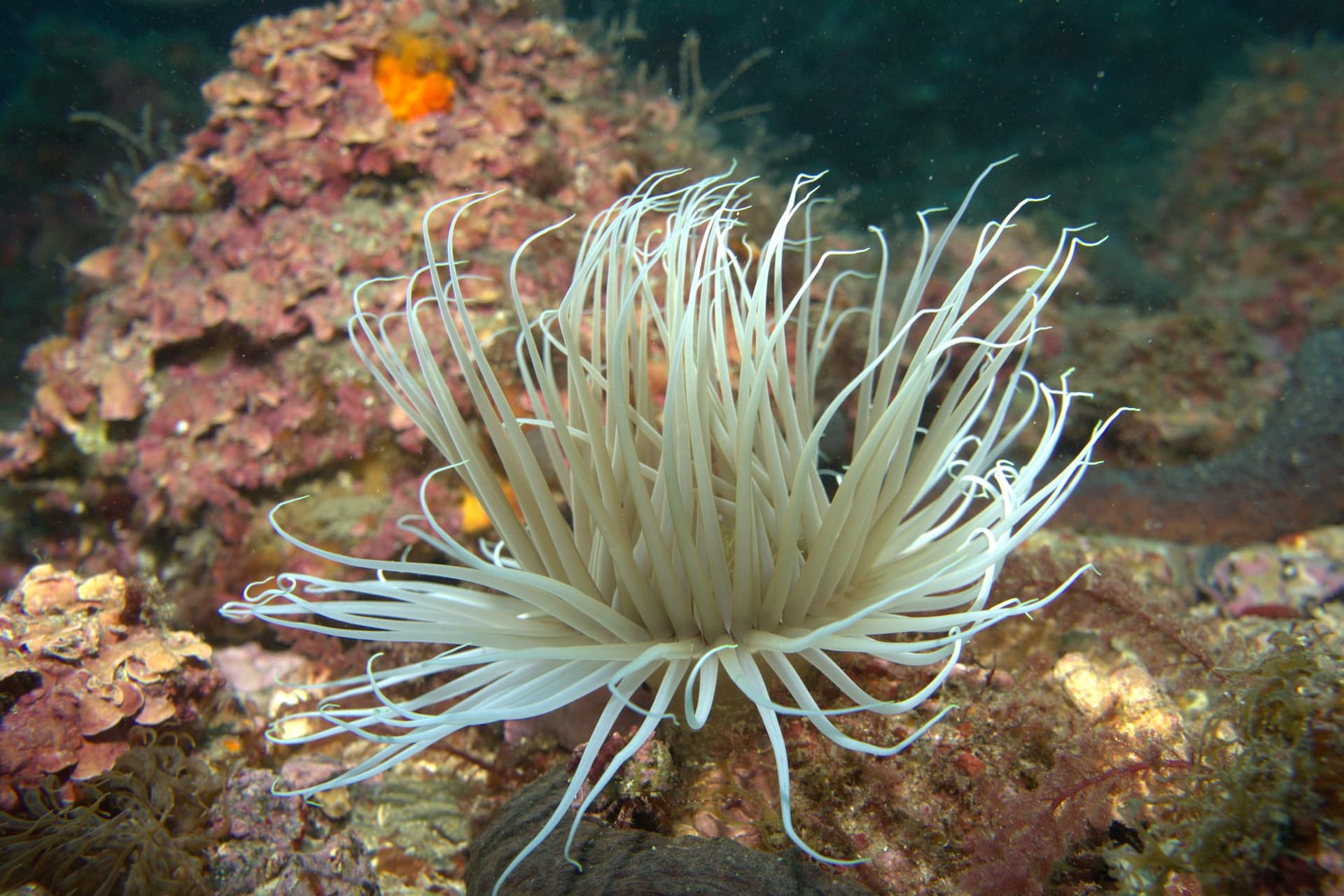 Cylinder anemone