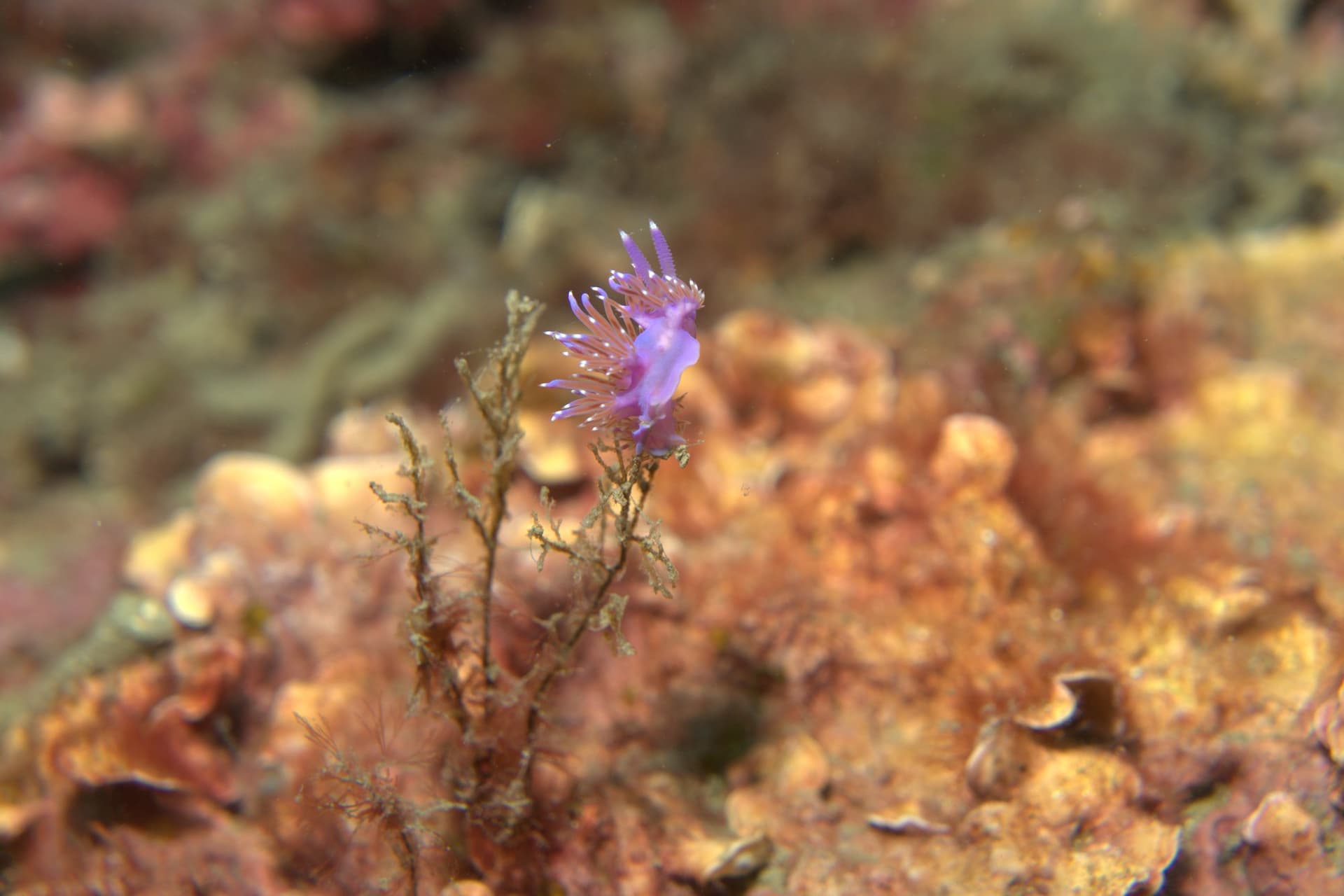 Paraflabellina ischitana, Violet flabellina