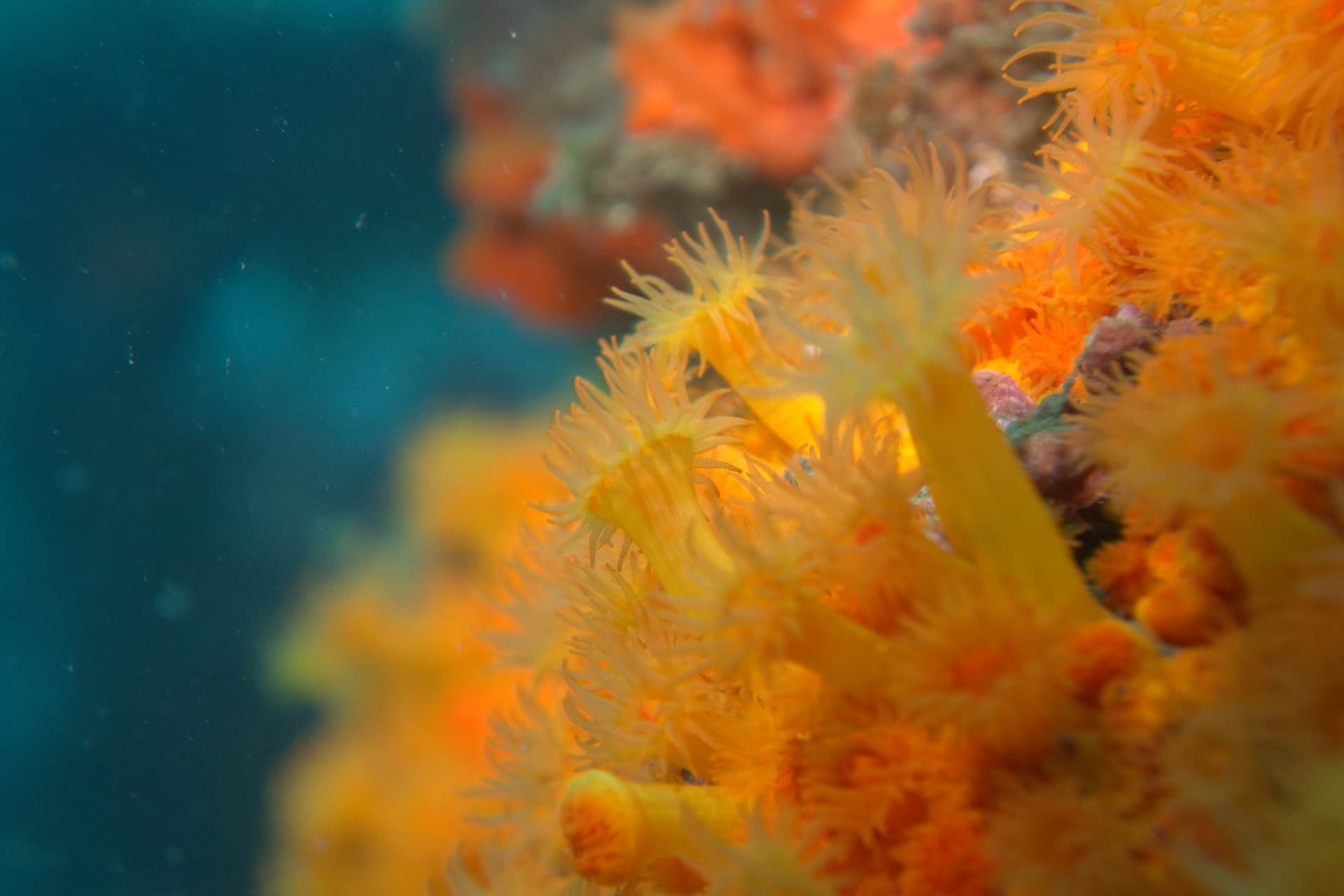 Orange coral