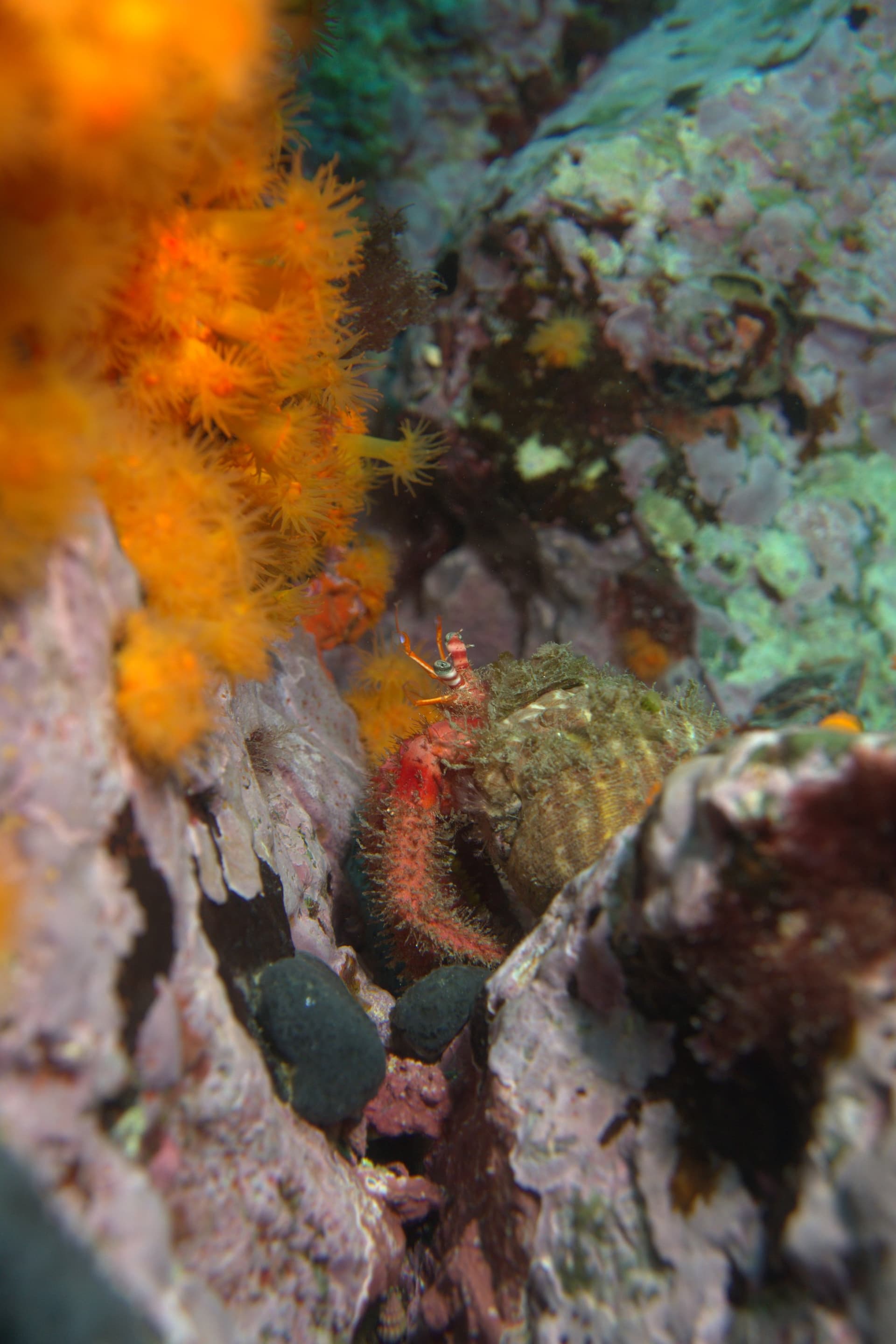 Hermit crab