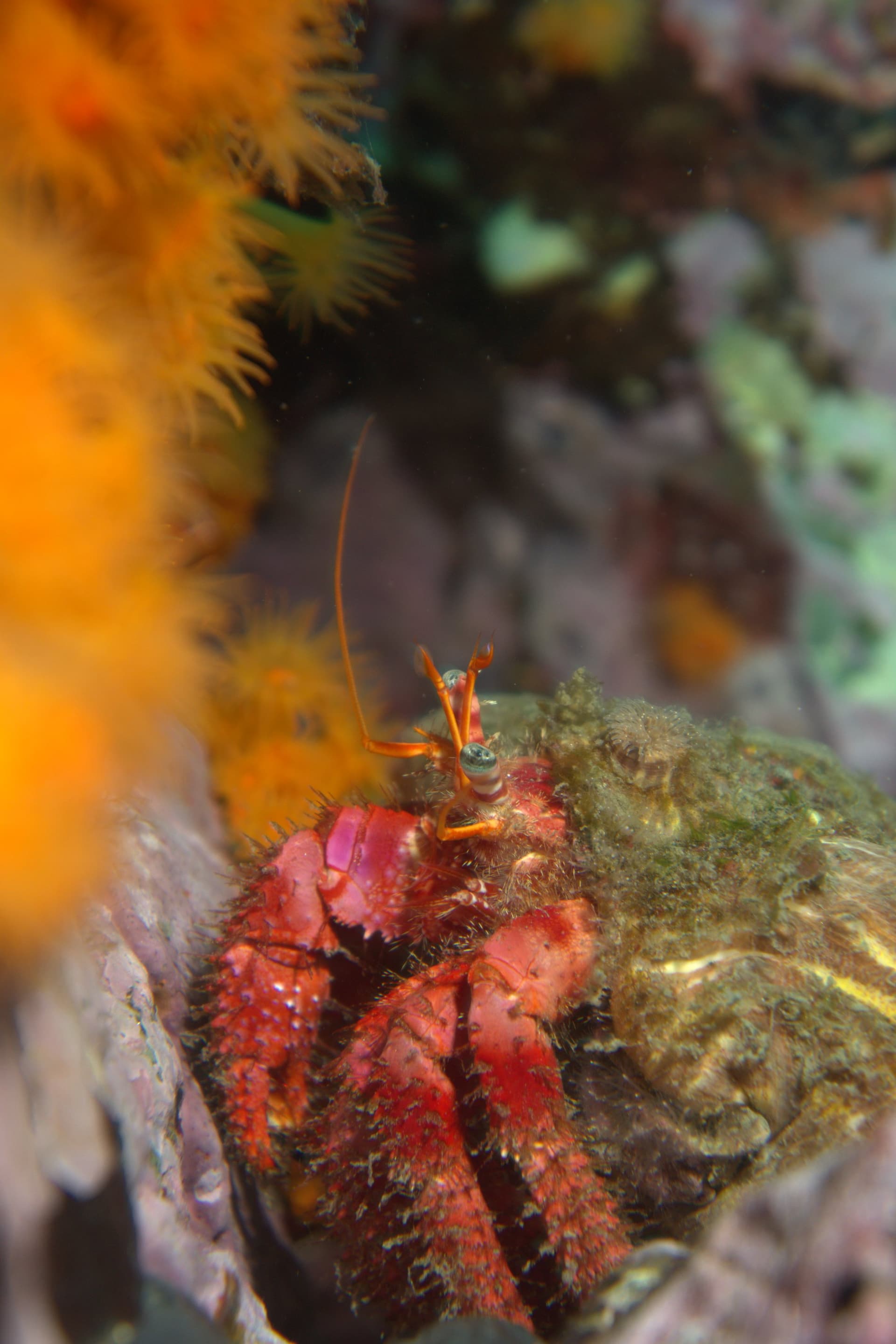 Hermit crab