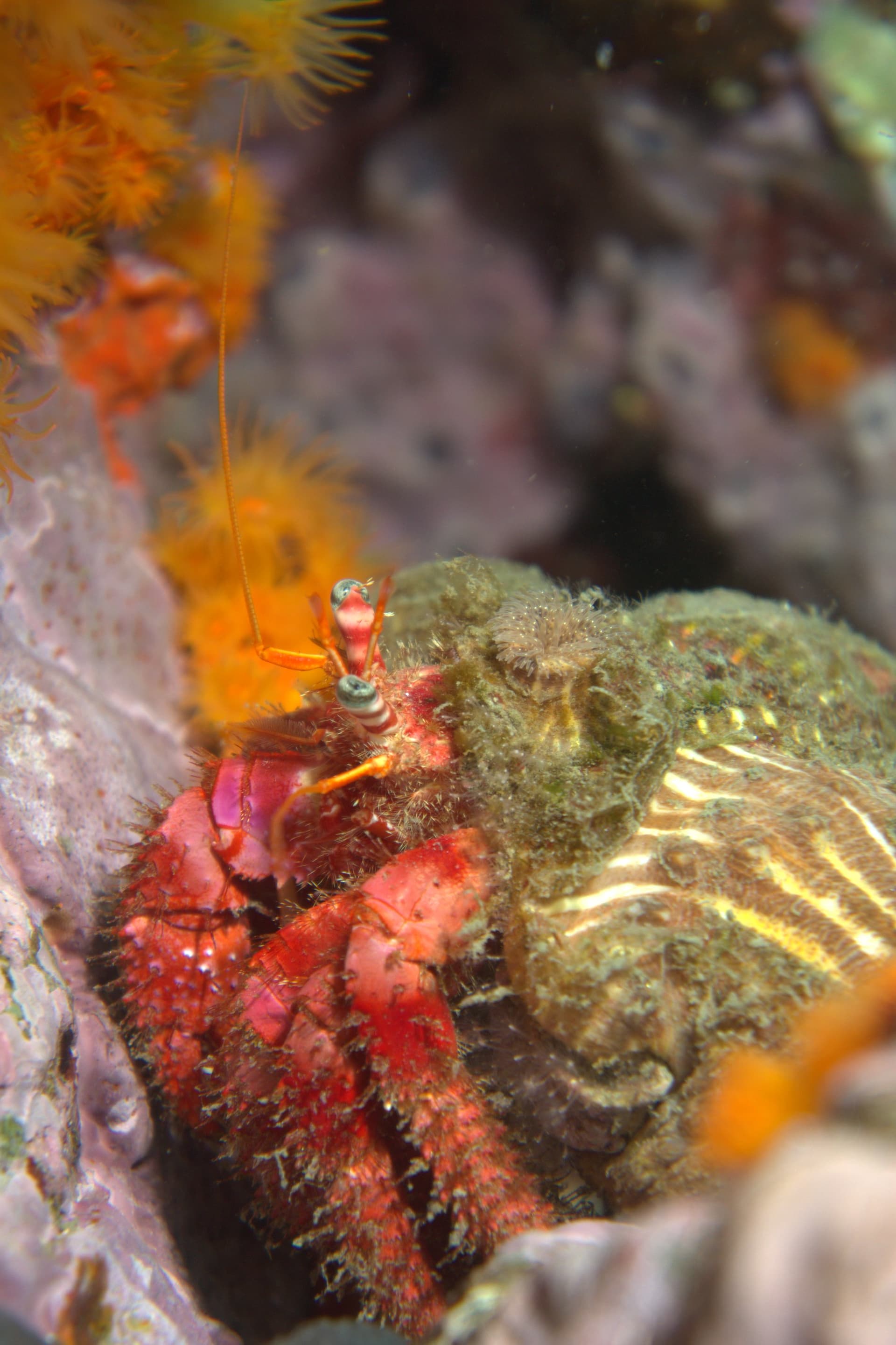 Hermit crab