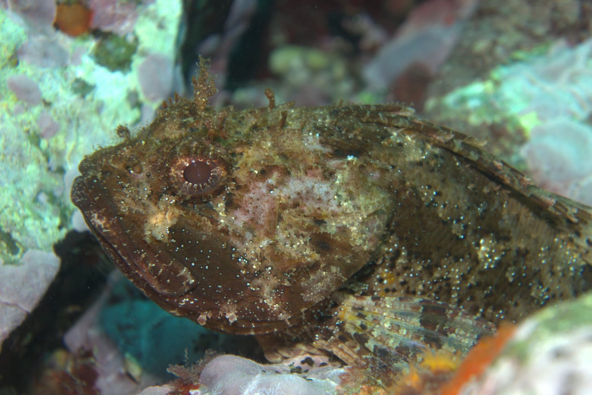 Black scorpionfish