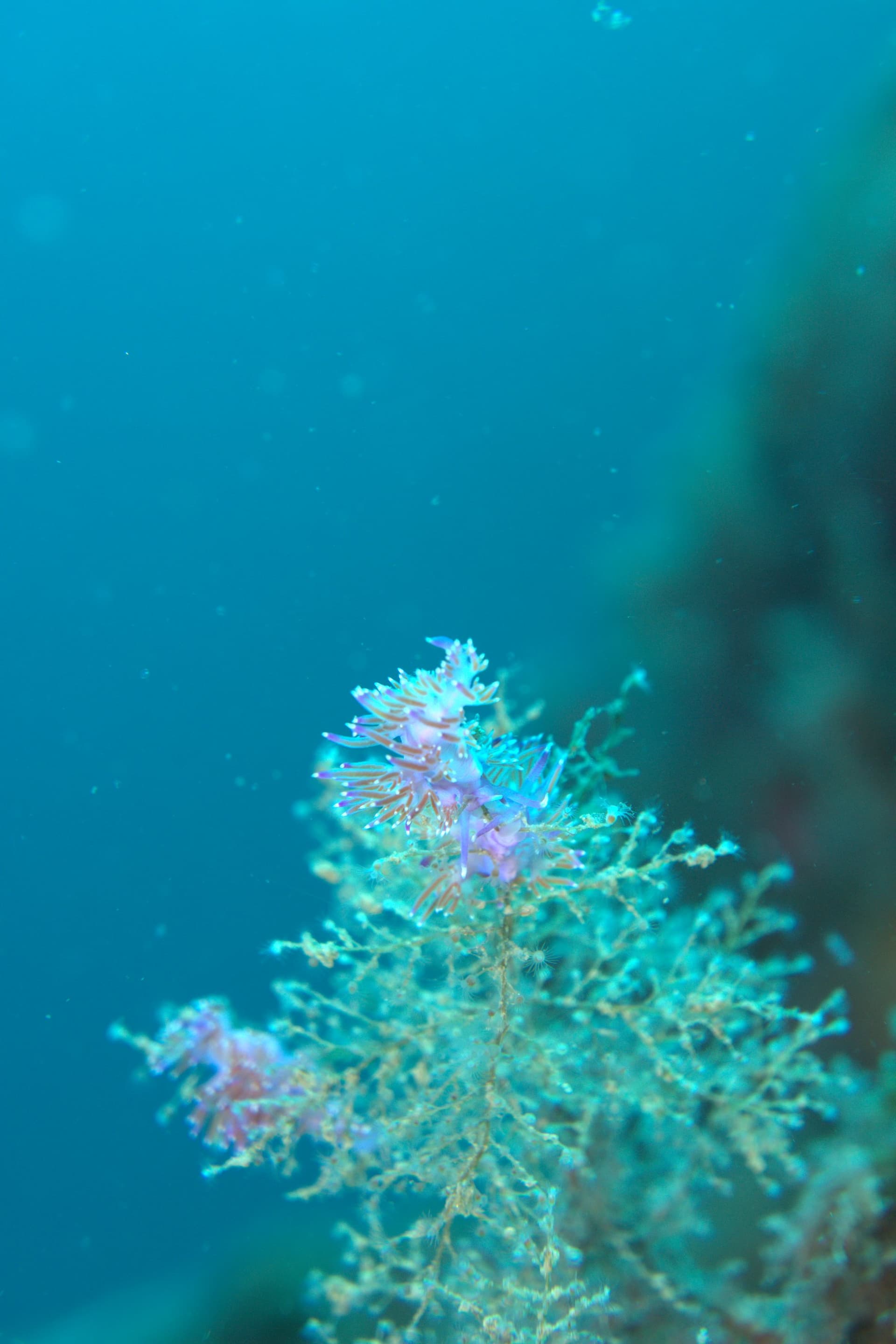 Paraflabellina ischitana, Violet flabellina