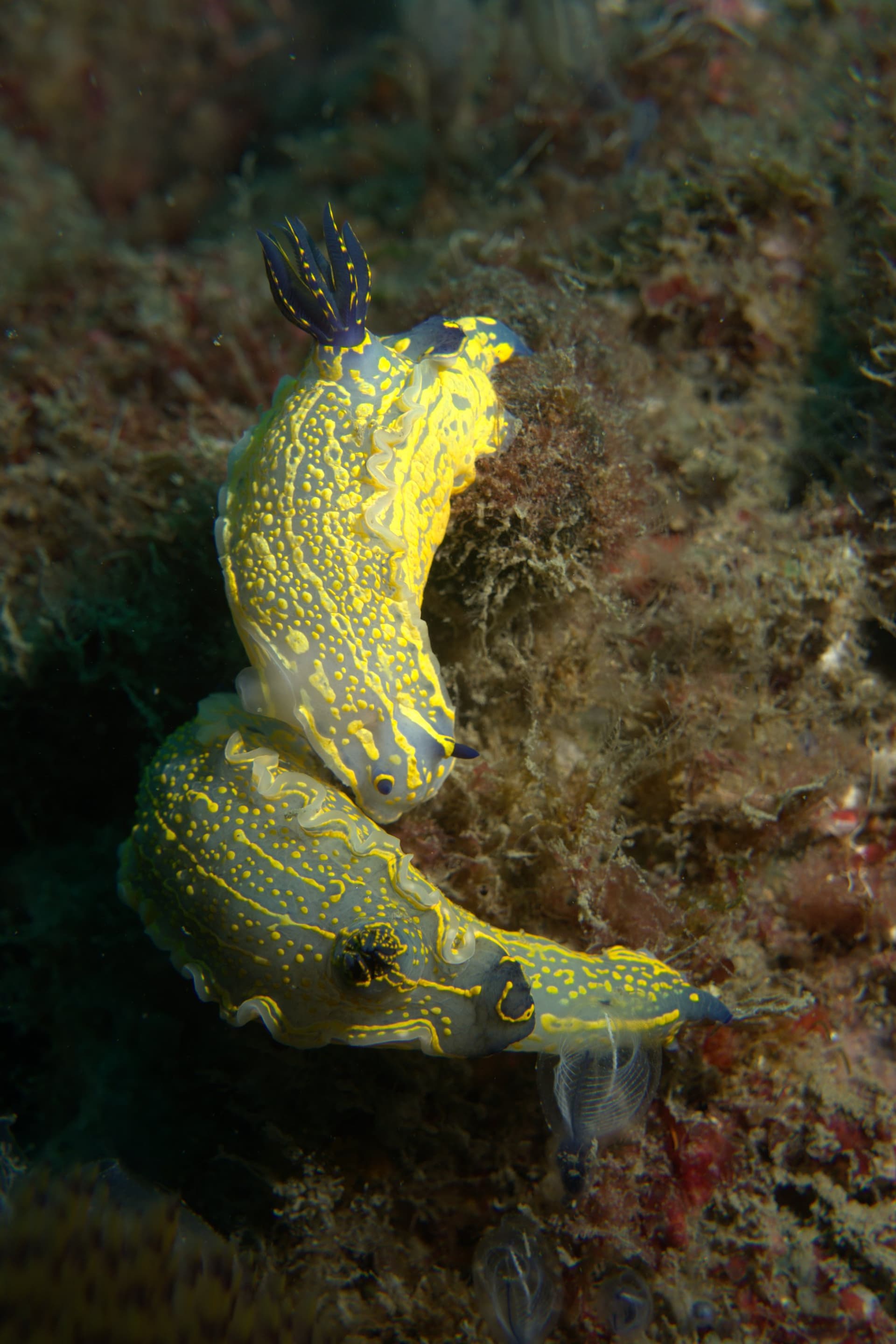Violet sea slug