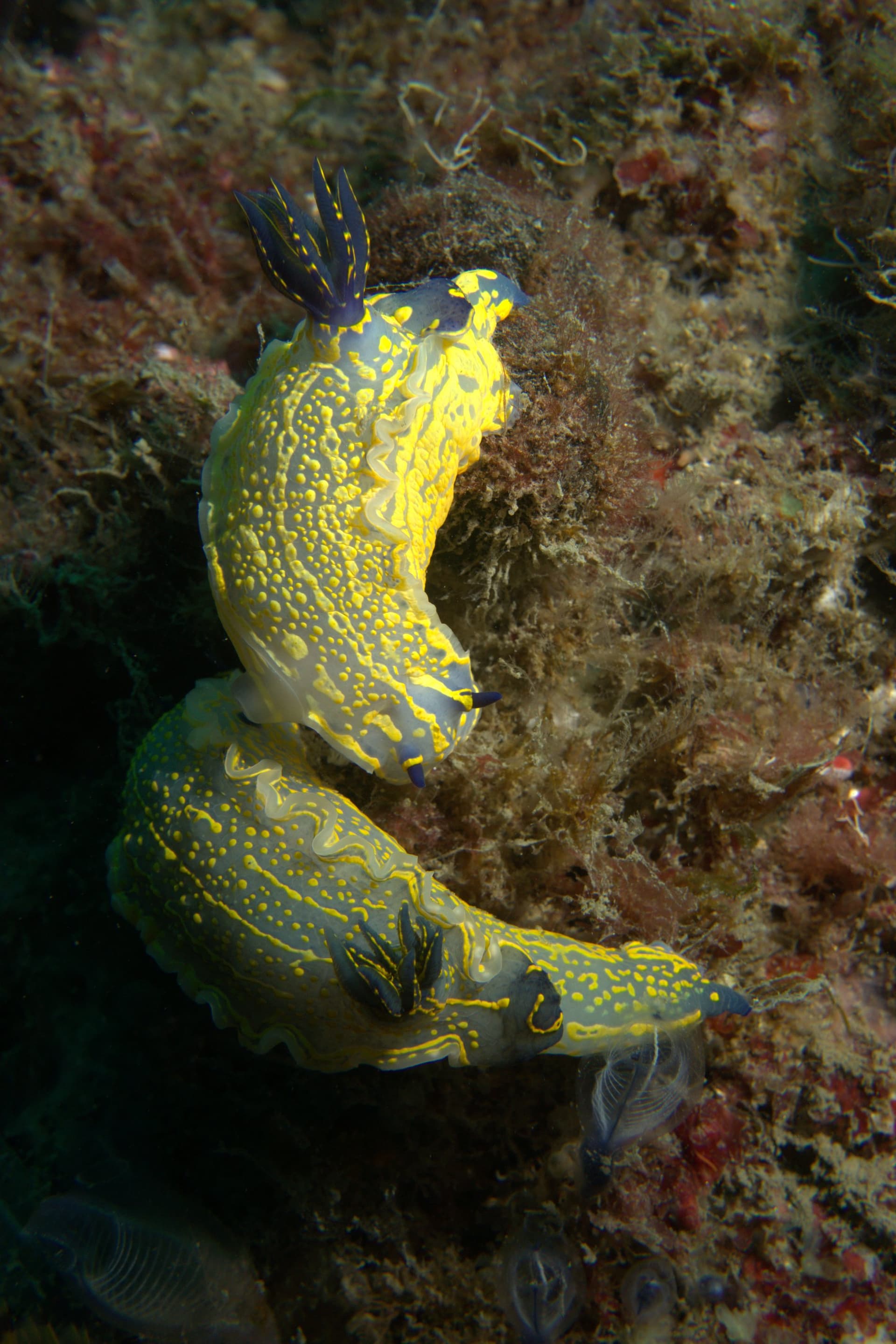 Violet sea slug