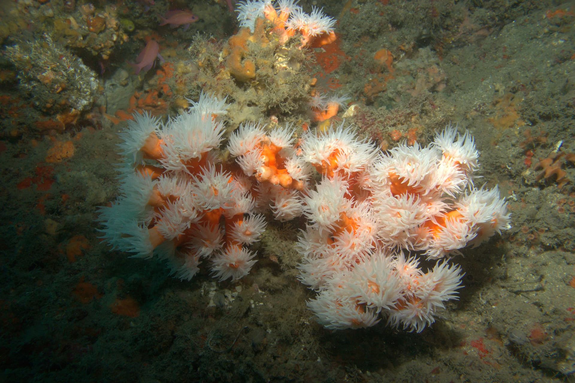 Dendrophyllia