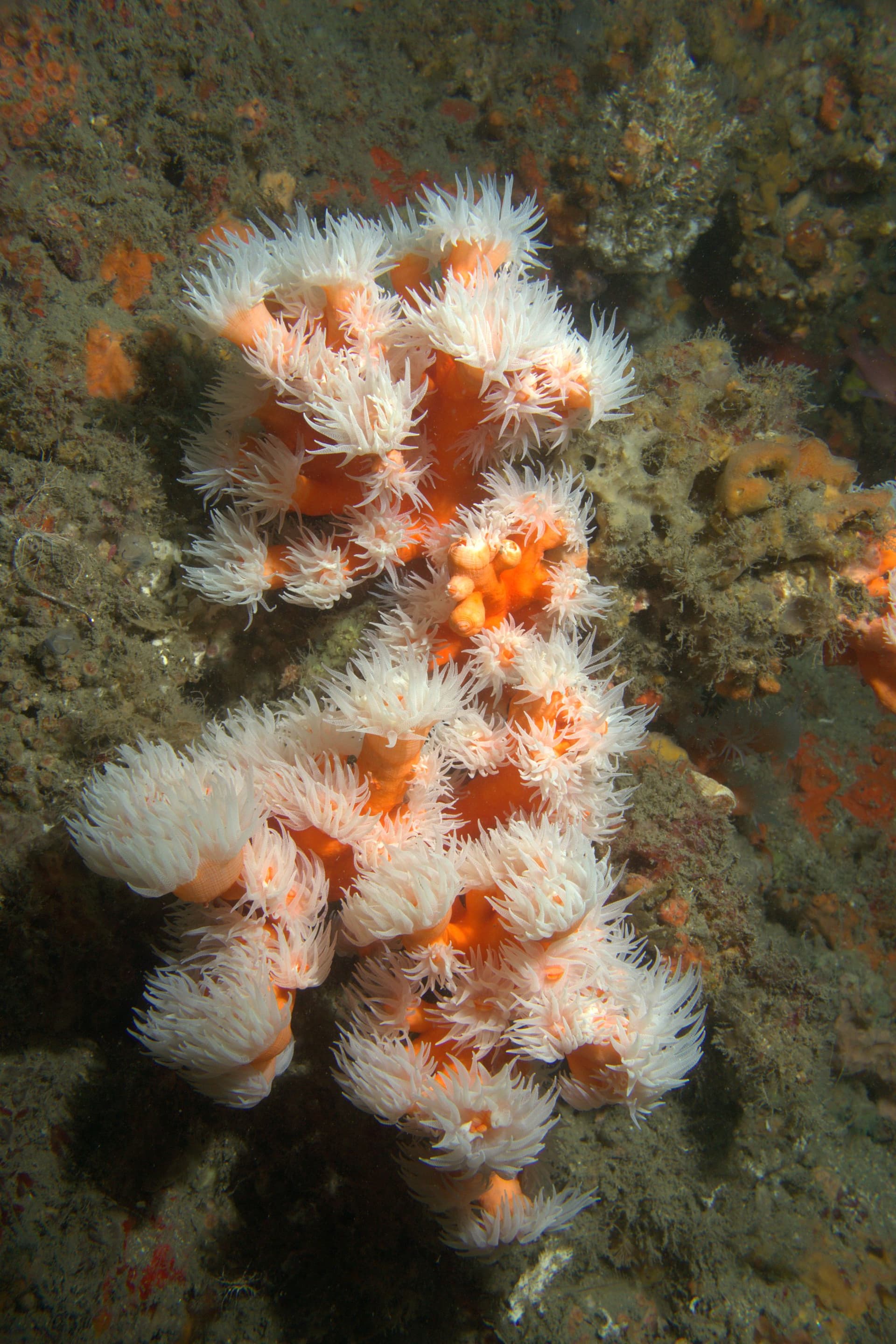 Dendrophyllia