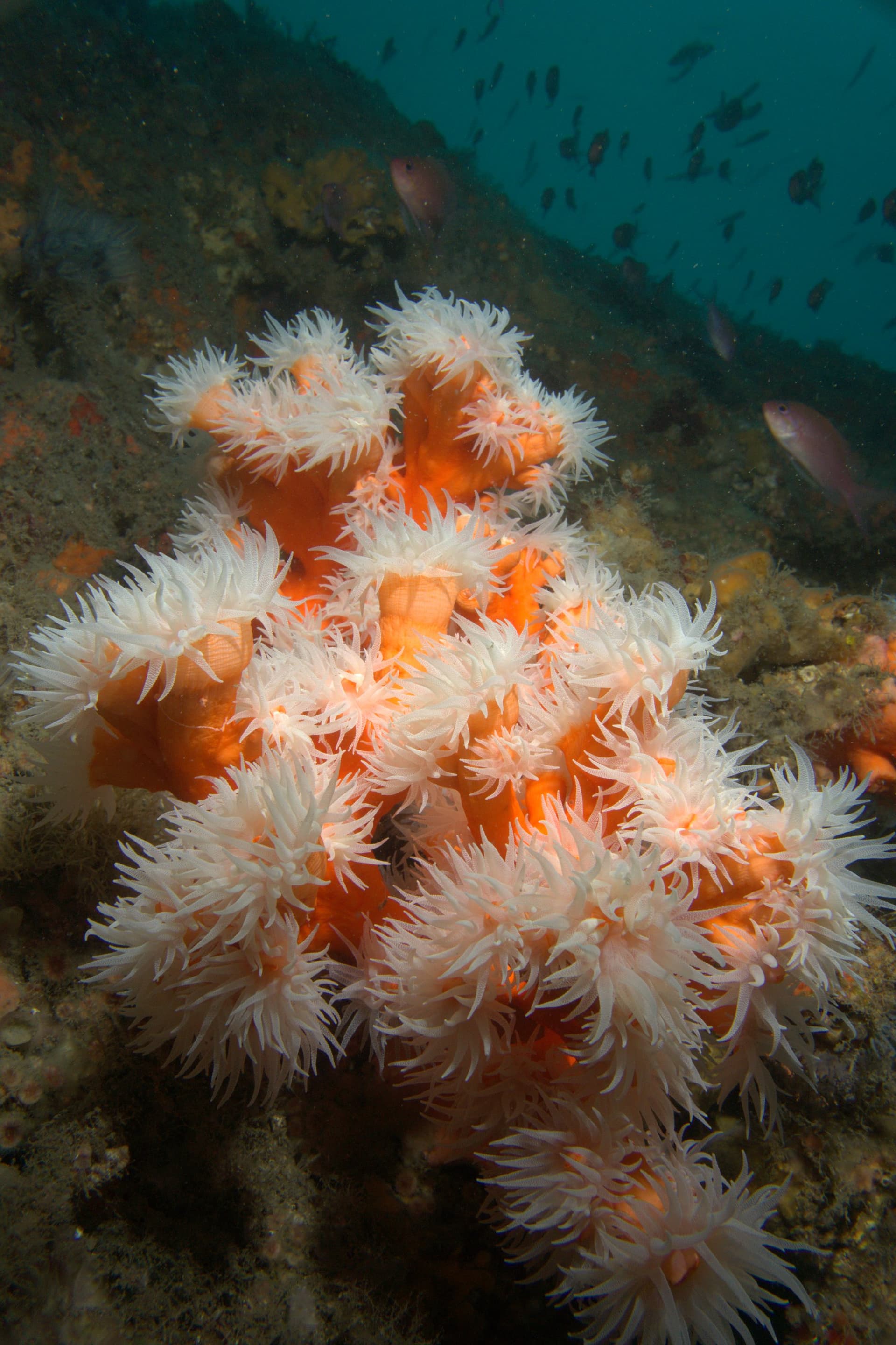 Dendrophyllia
