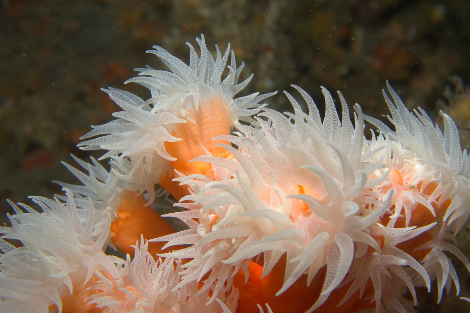 Dendrophyllia