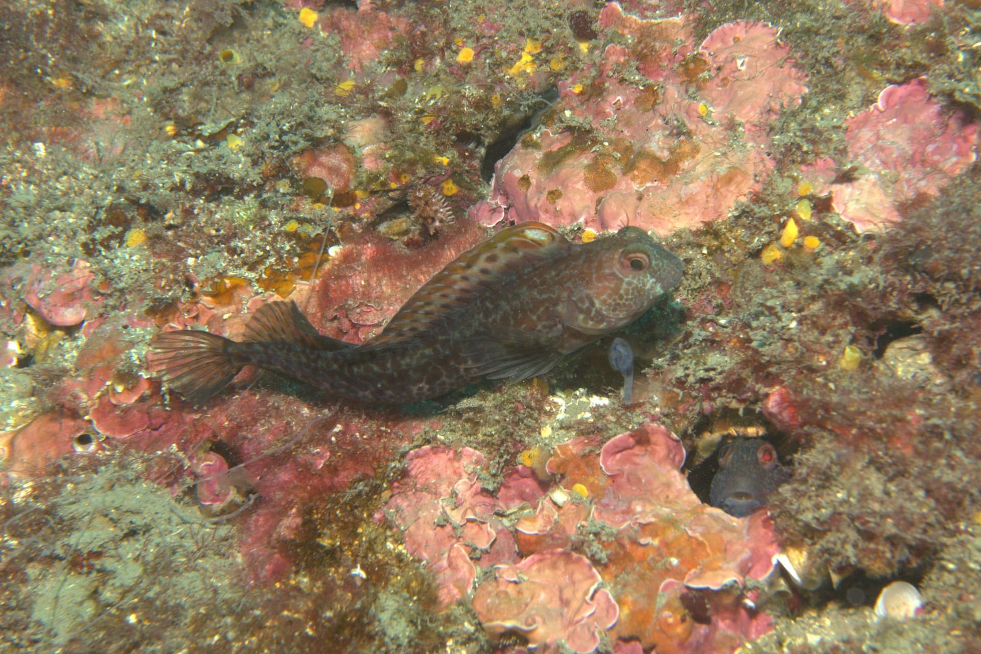 Hairy-horned blenny