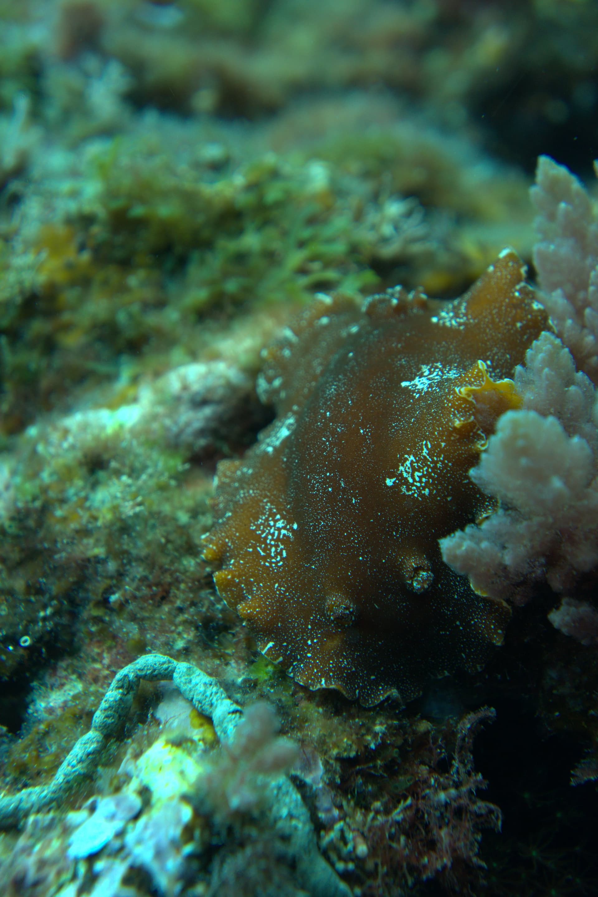 Argo dorid