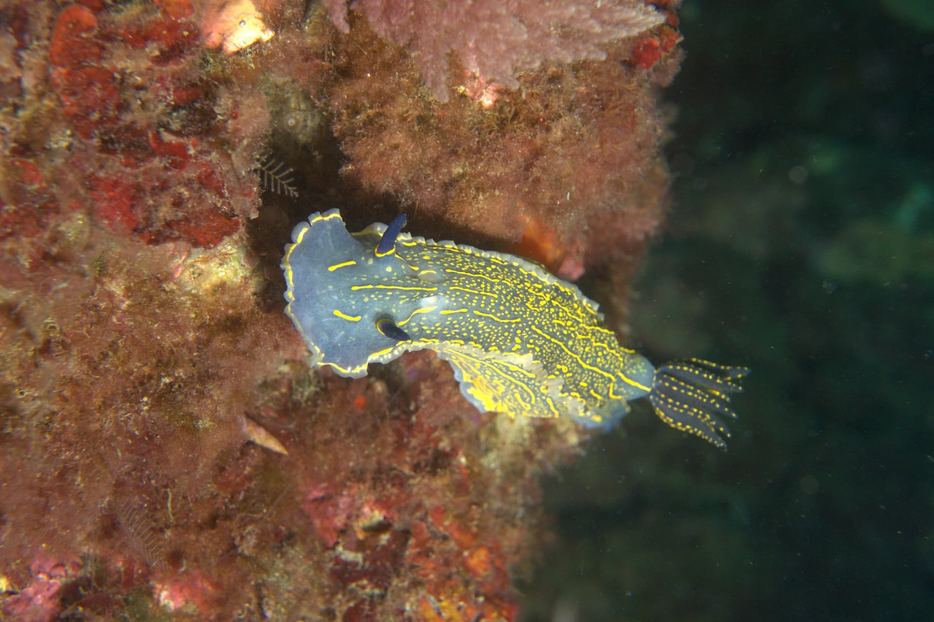 Violet sea slug