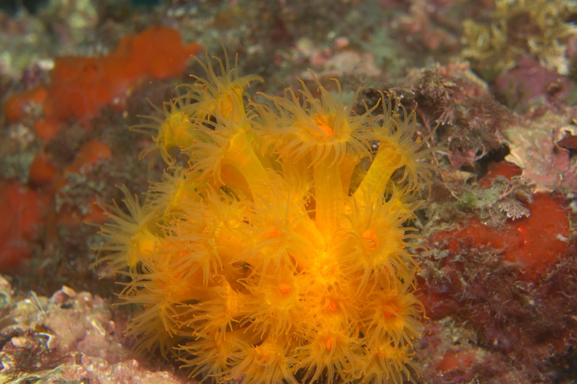 Orange coral
