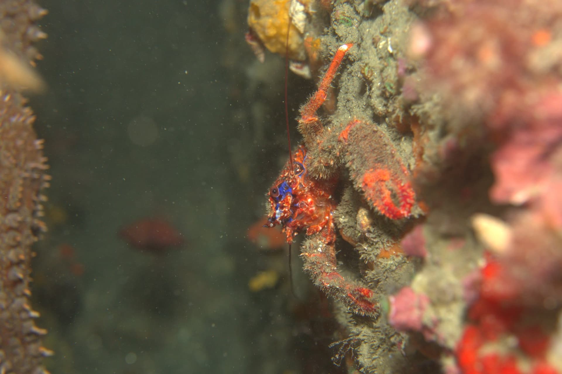 Crab