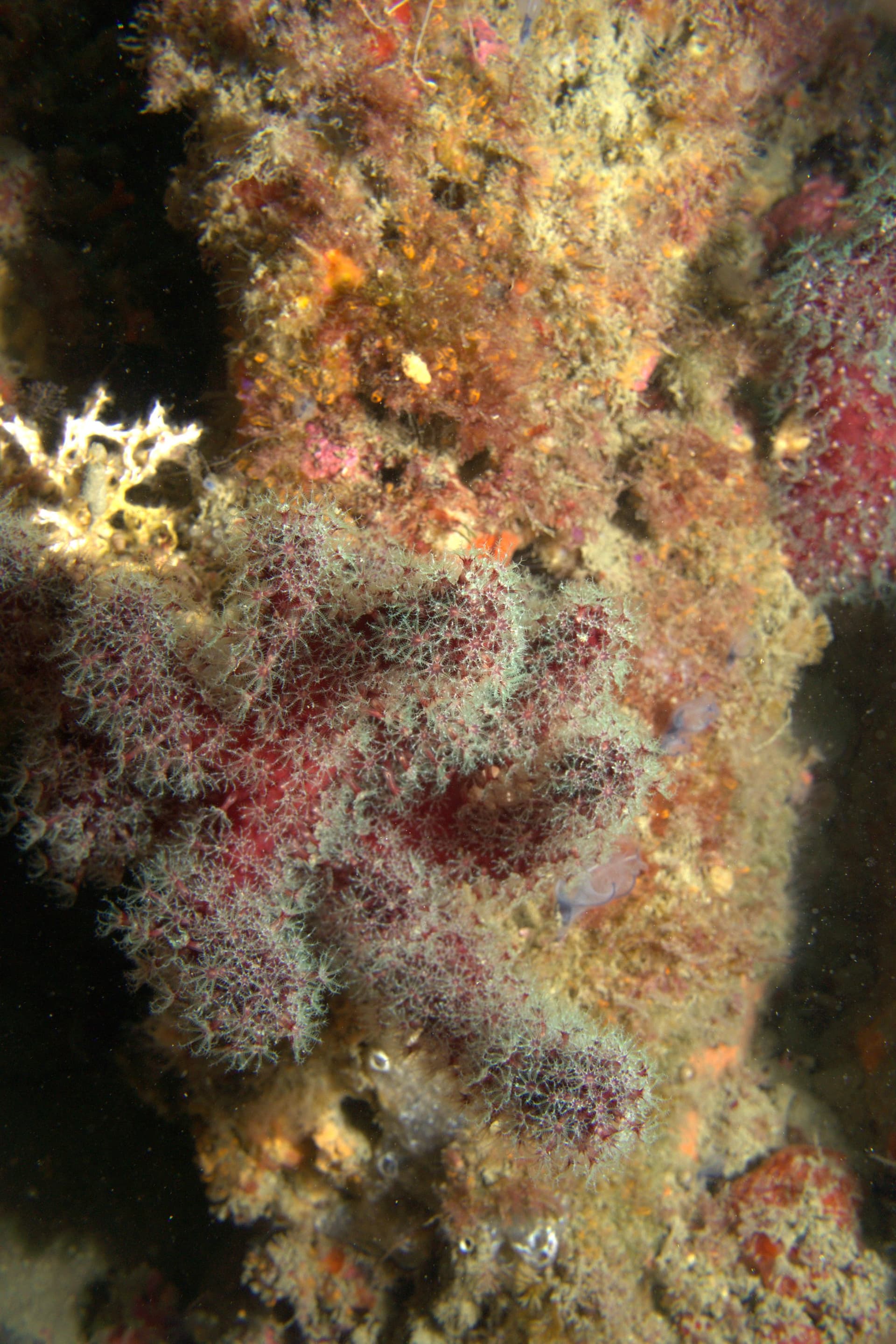 Sea finger