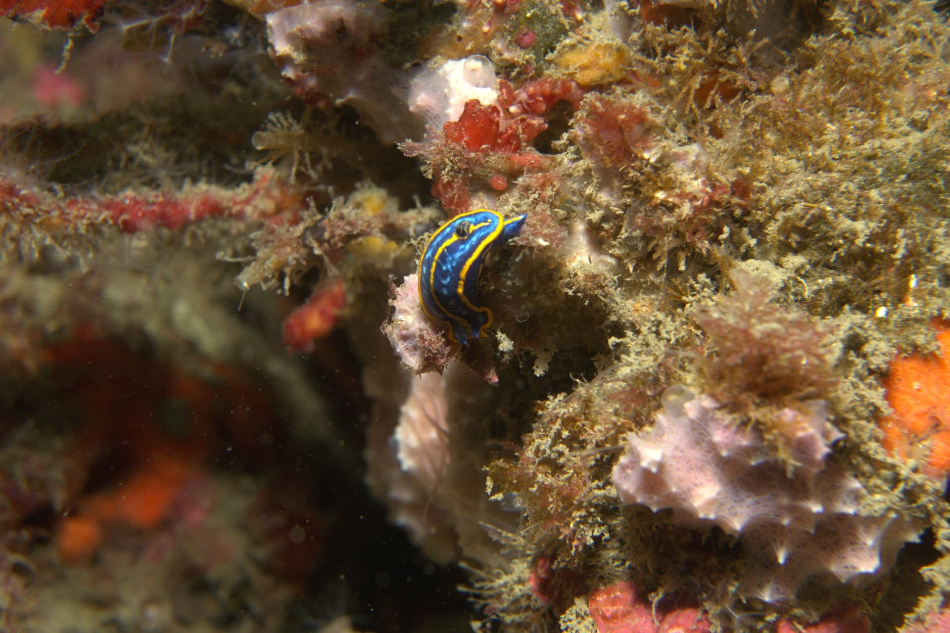 Fontandraui's chromodoris