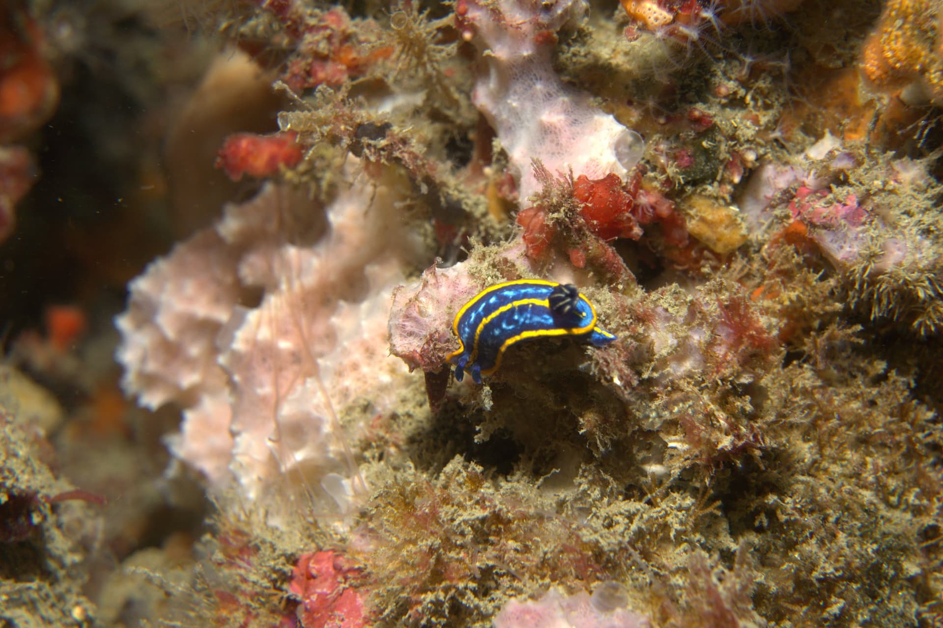 Fontandraui's chromodoris
