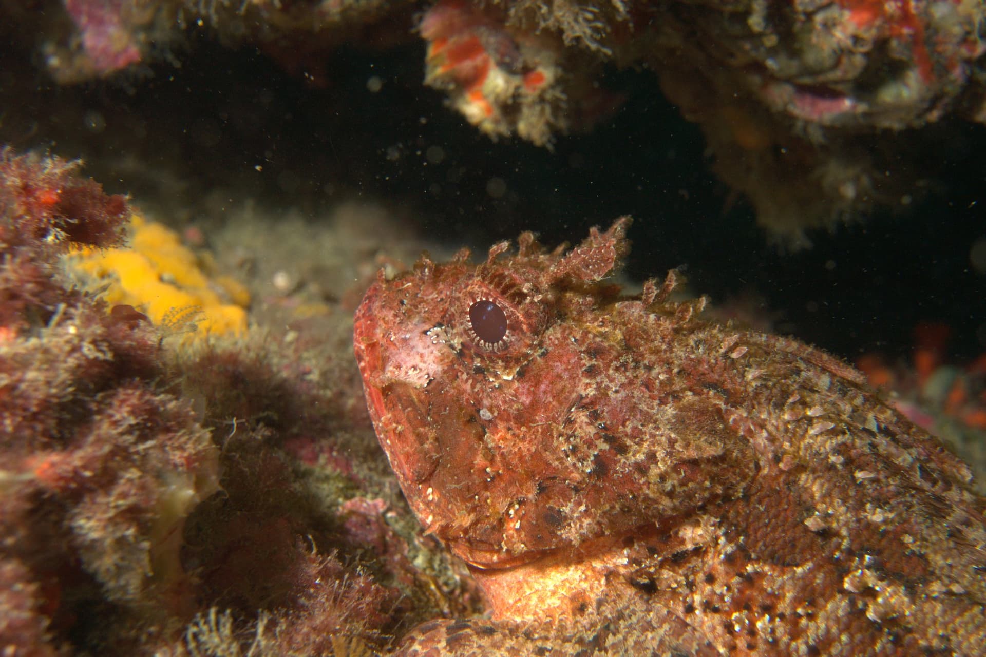 Black scorpionfish
