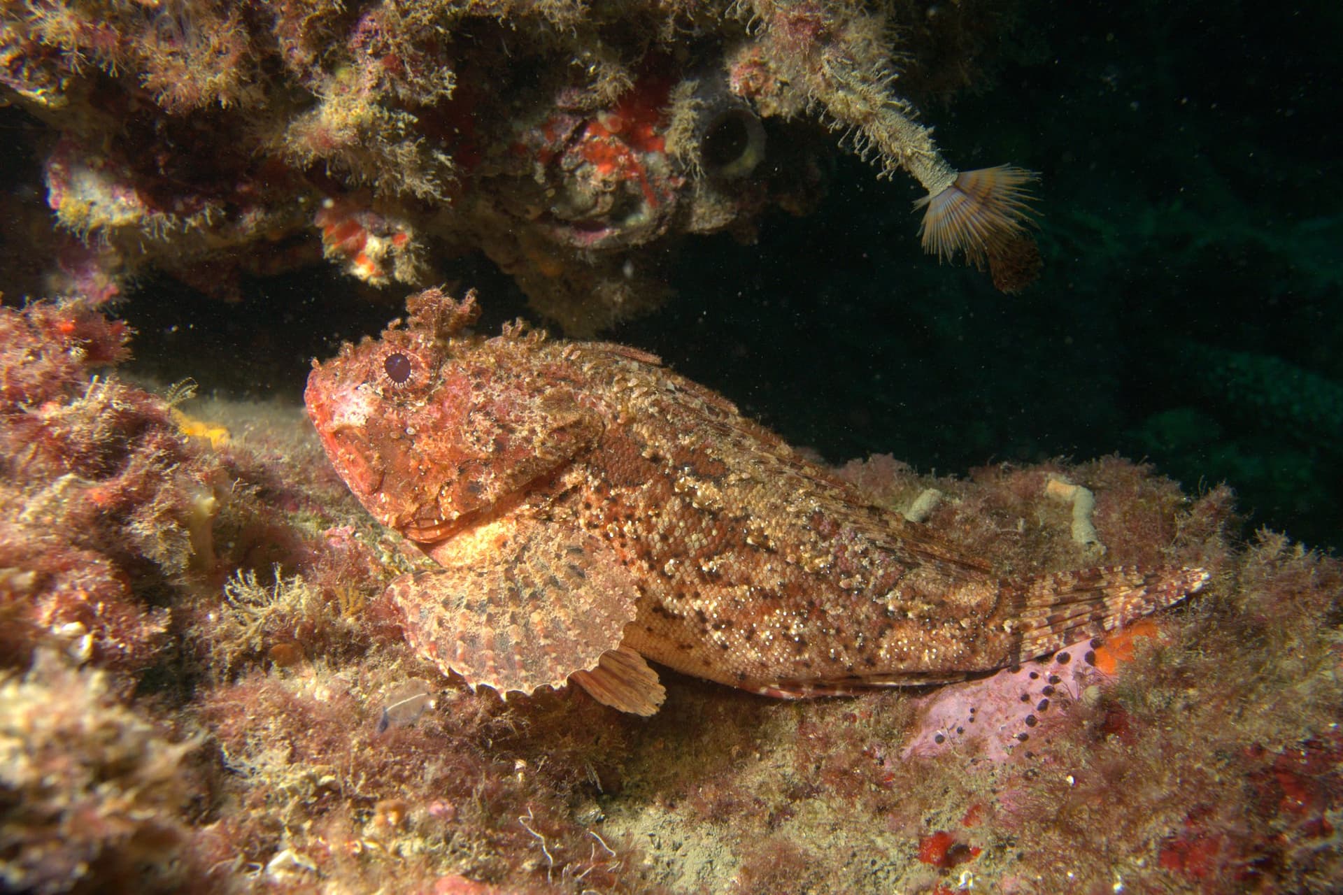 Black scorpionfish