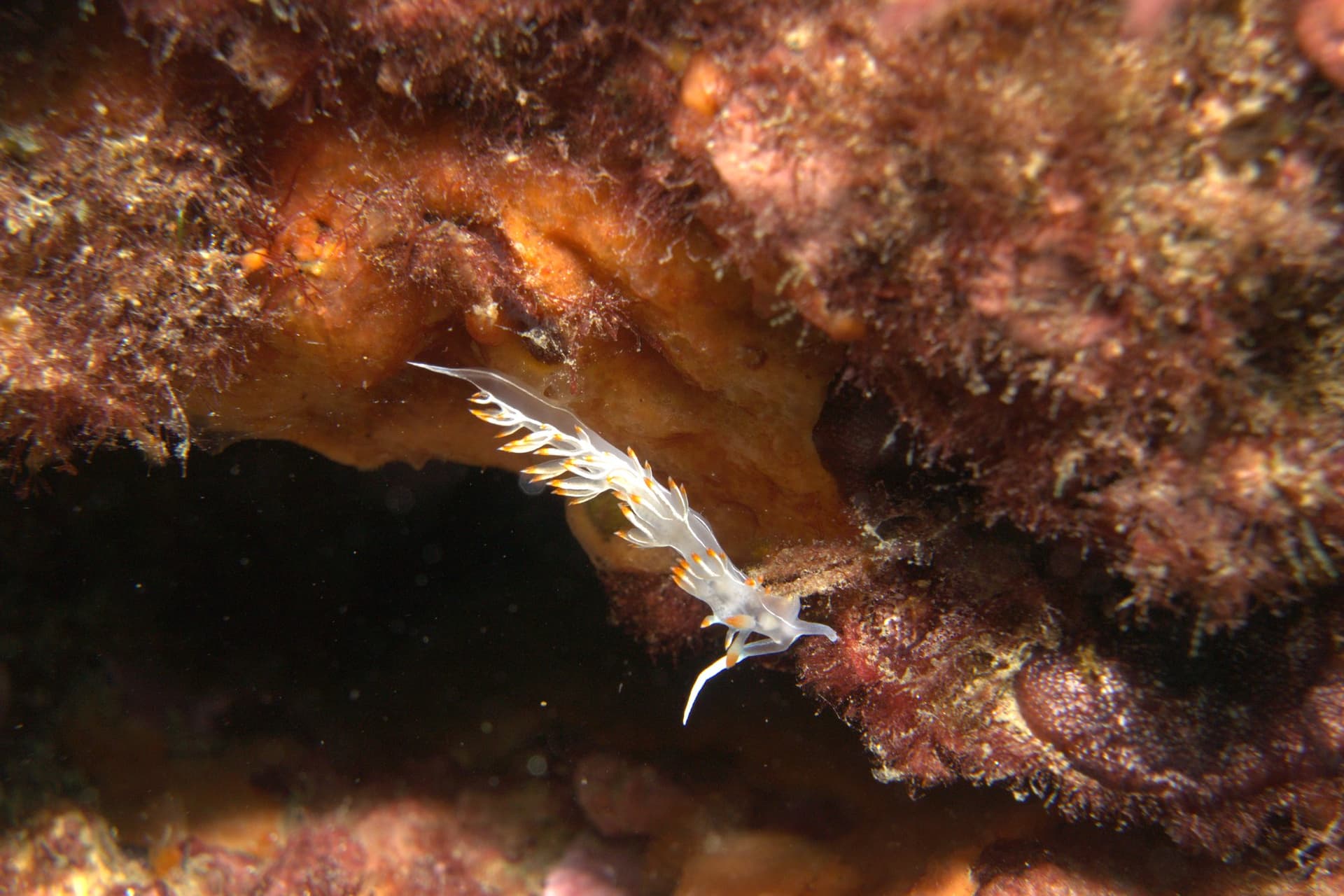 White flabellina