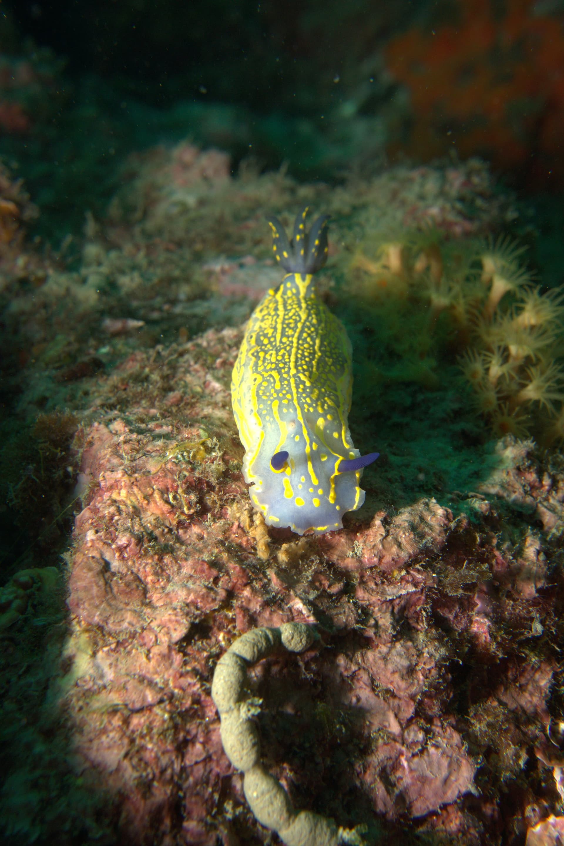 Violet sea slug