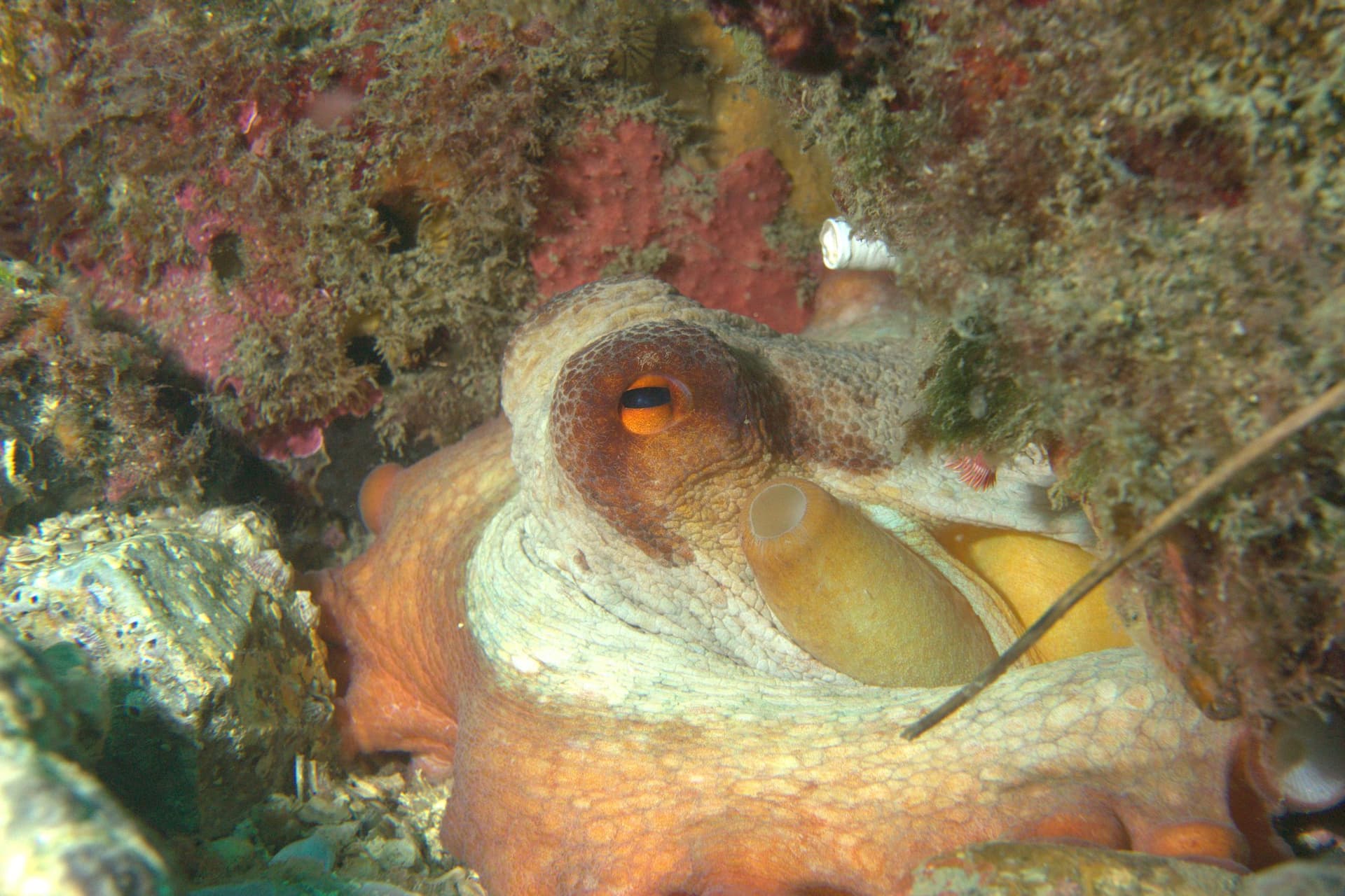 Common octopus