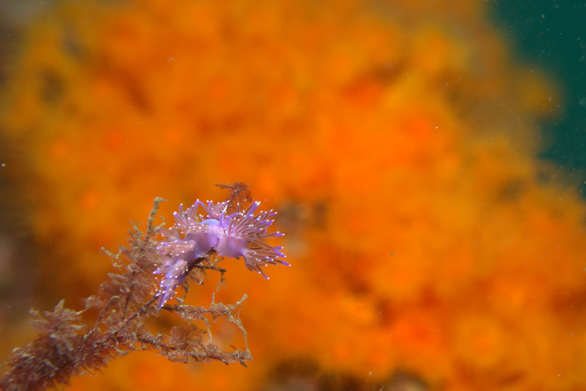 Violet flabellina