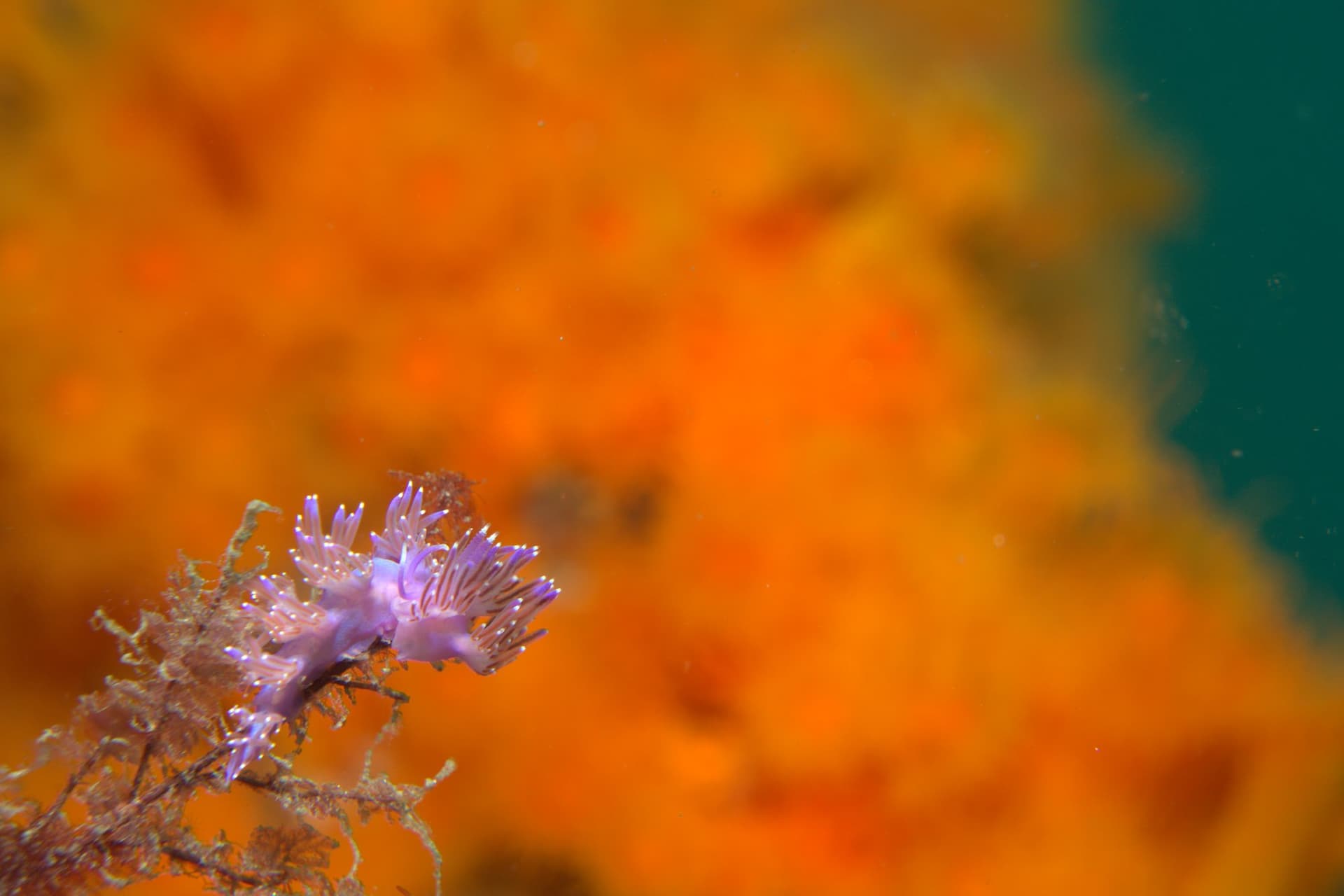 Violet flabellina