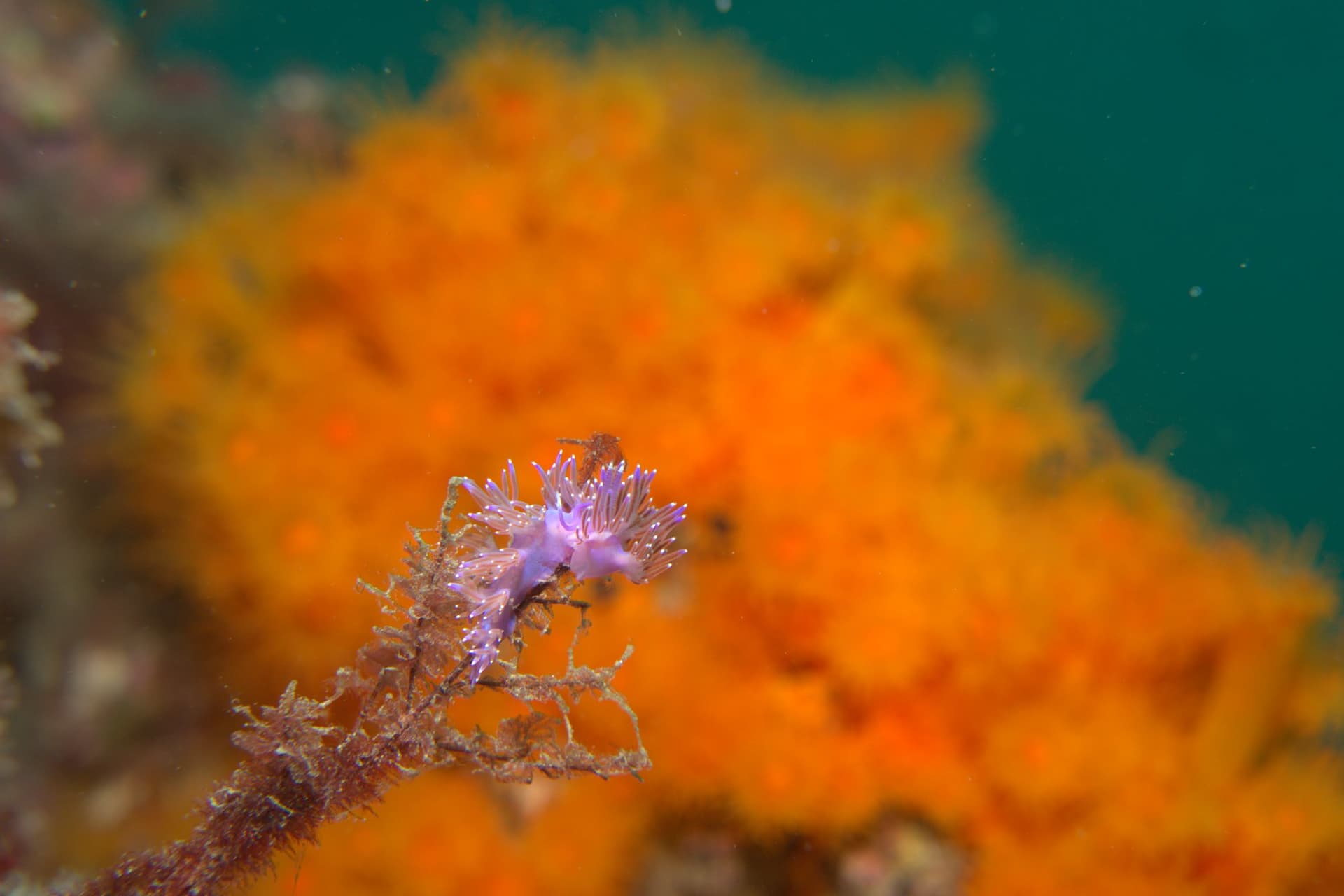 Violet flabellina