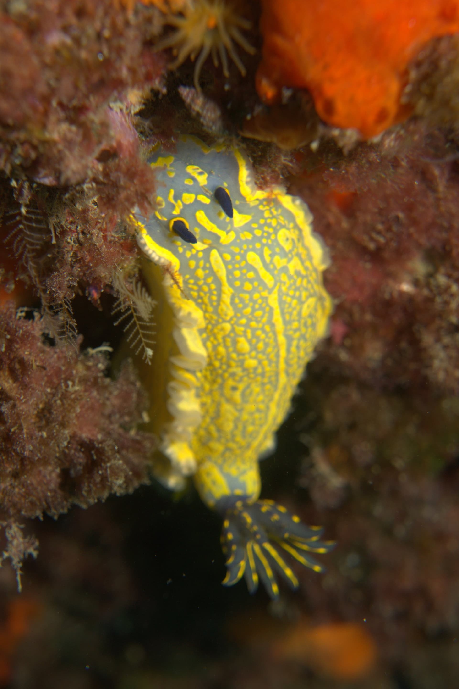 Violet sea slug