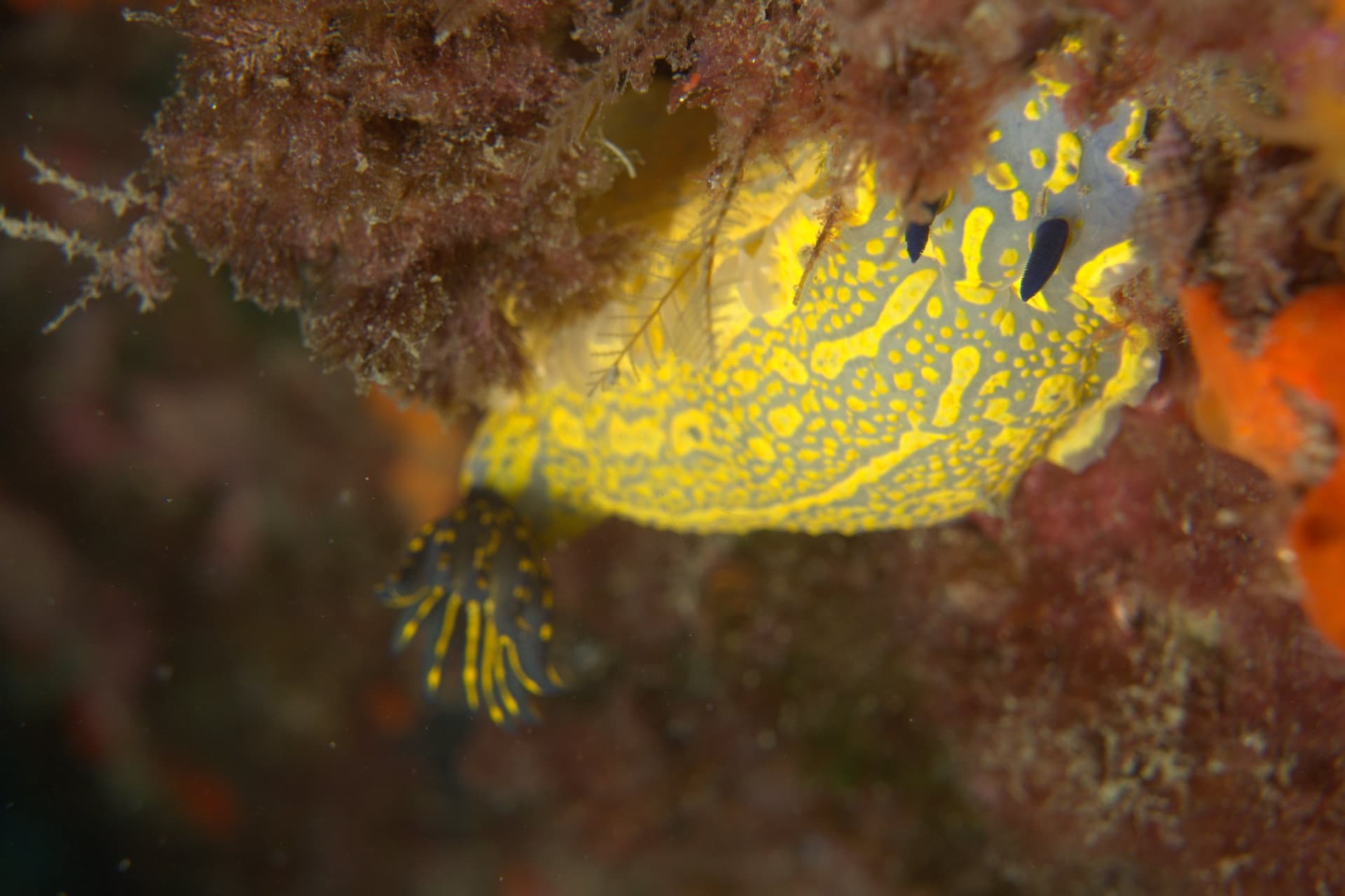 Violet sea slug