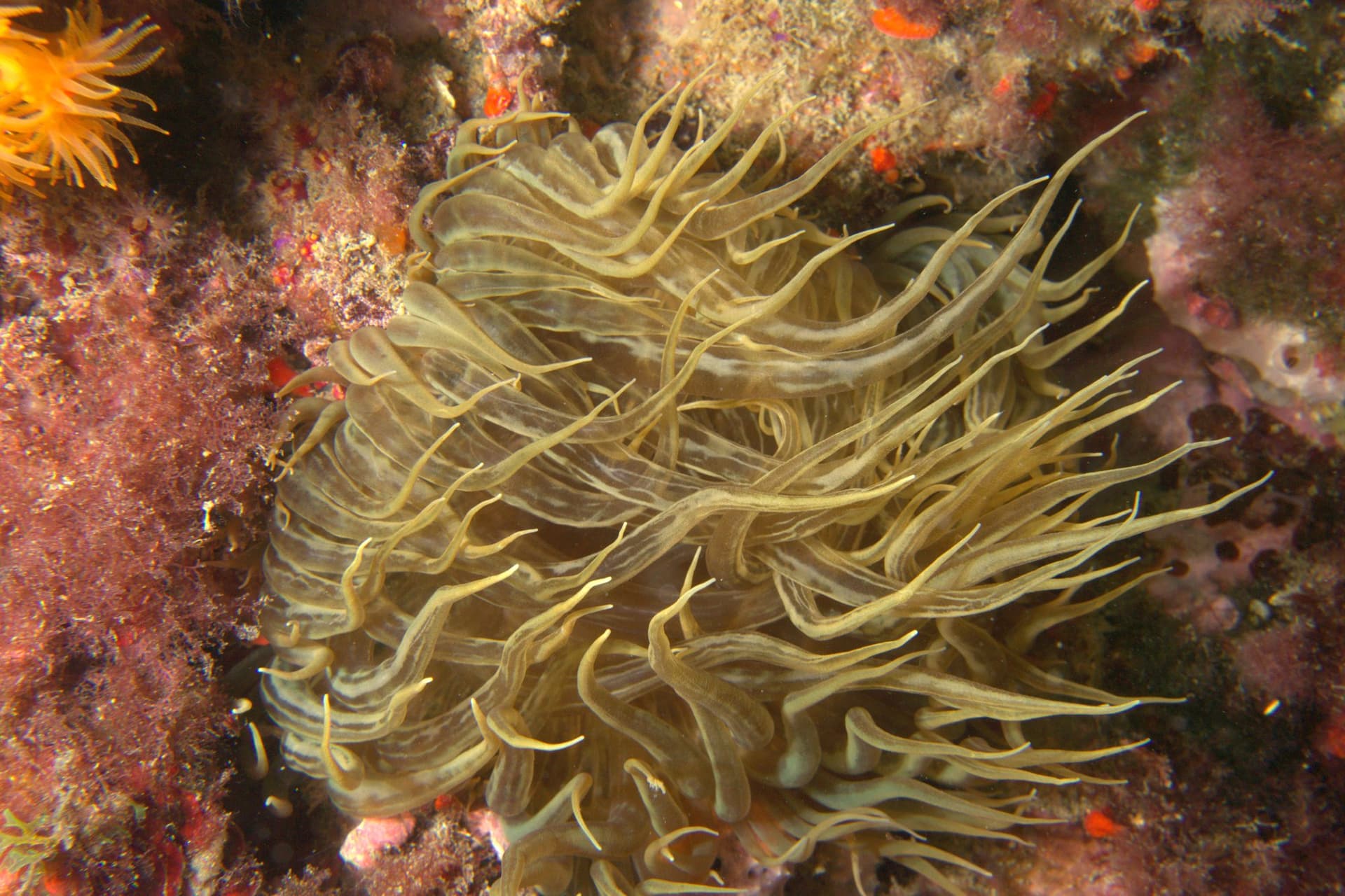 Snakelocks anemone