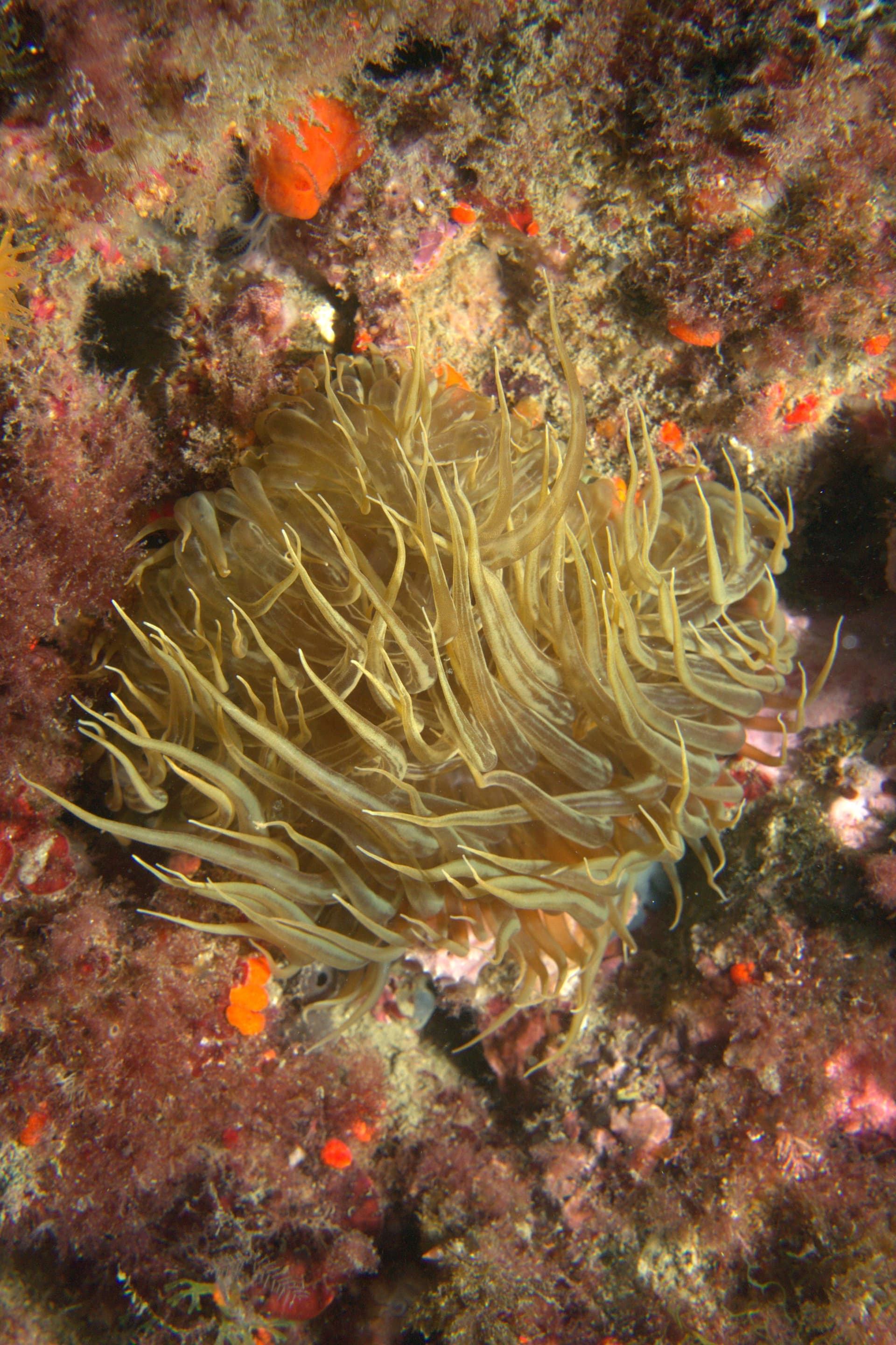 Snakelocks anemone