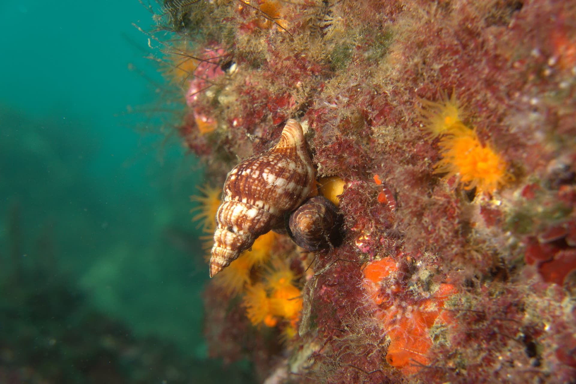 Sea snails
