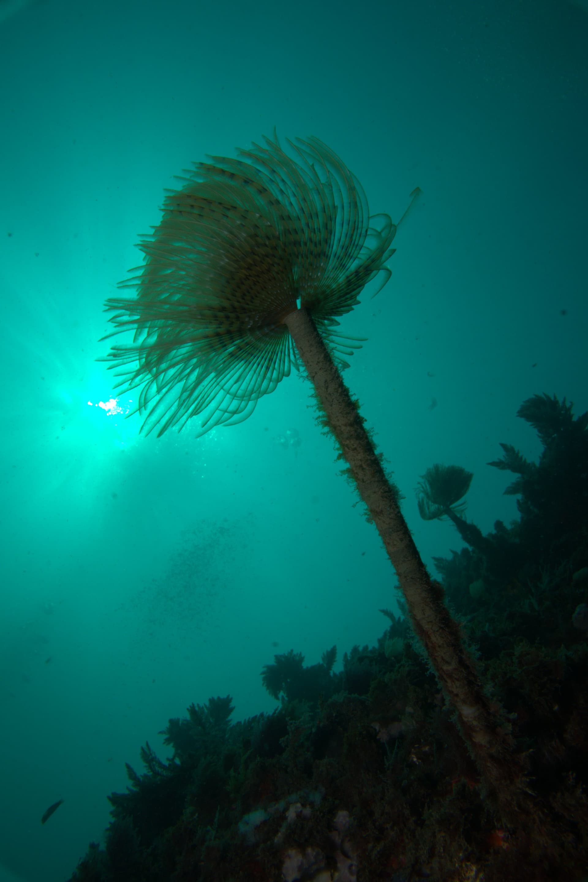 Mediterranean fanworm