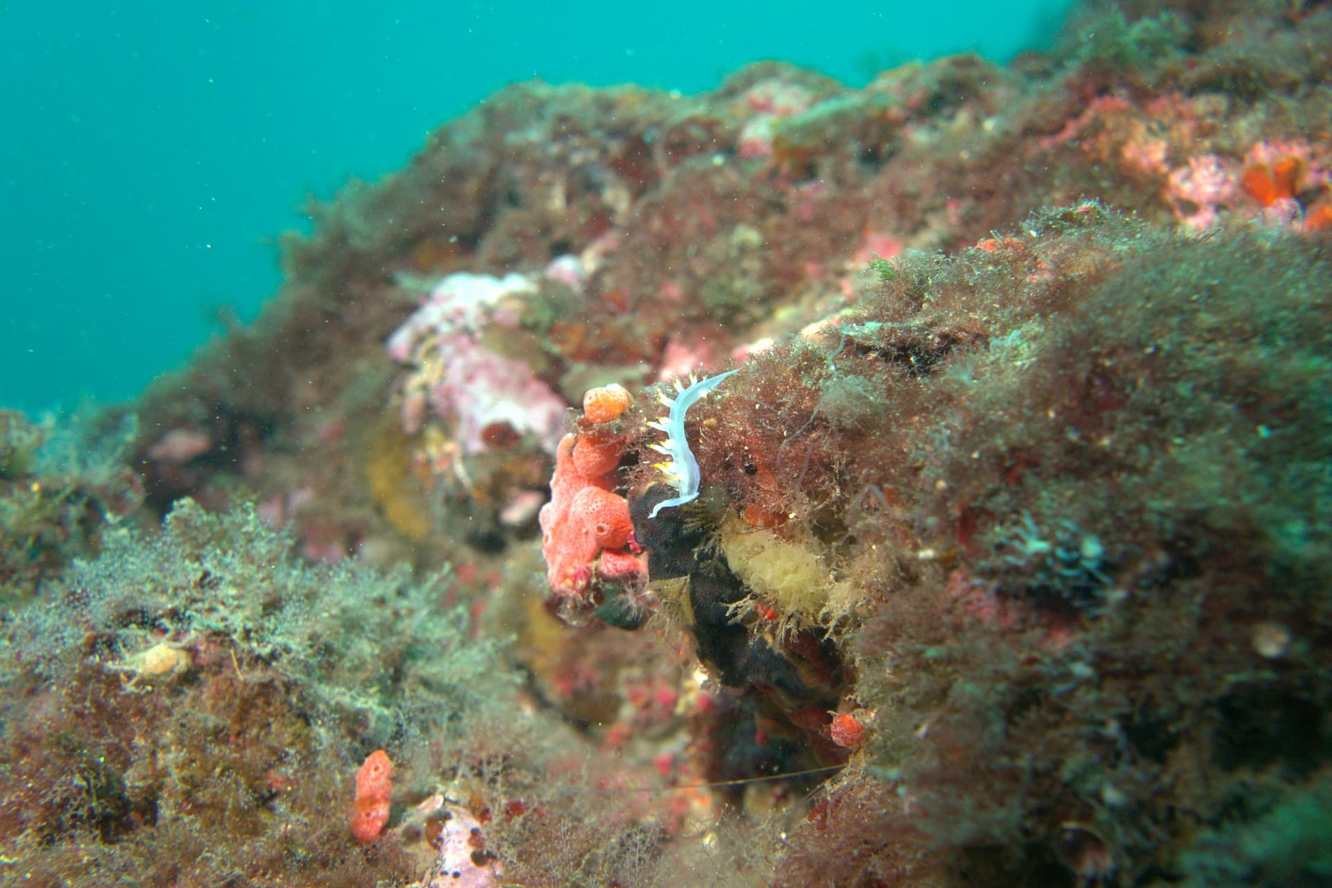 White flabellina