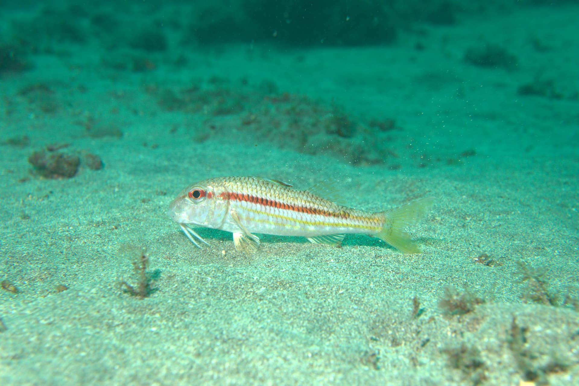 Red mullet