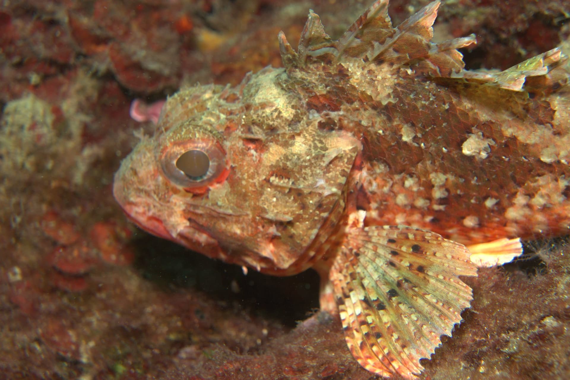 Small red scorpionfish