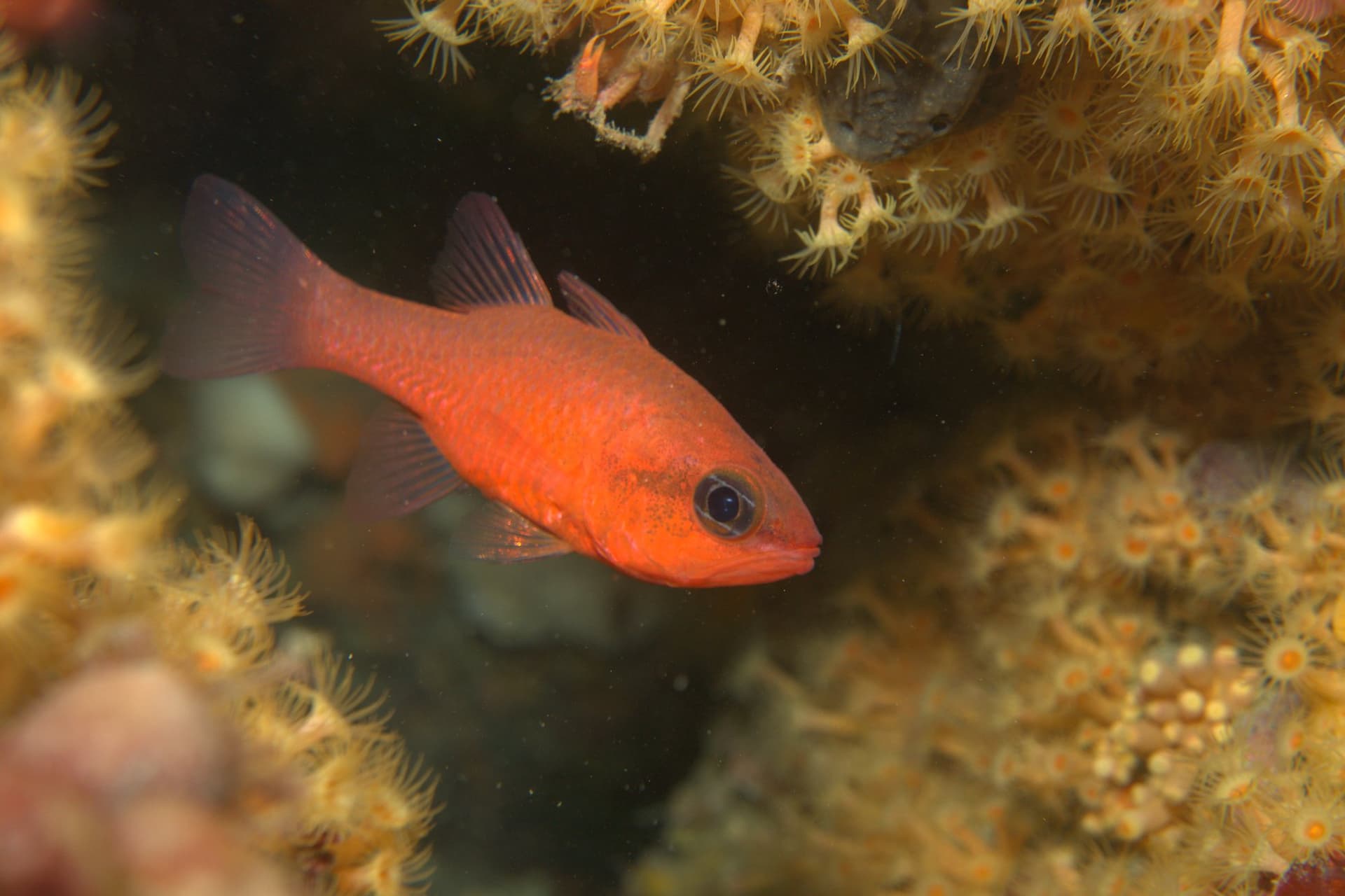 Mediterranean cardinalfish
