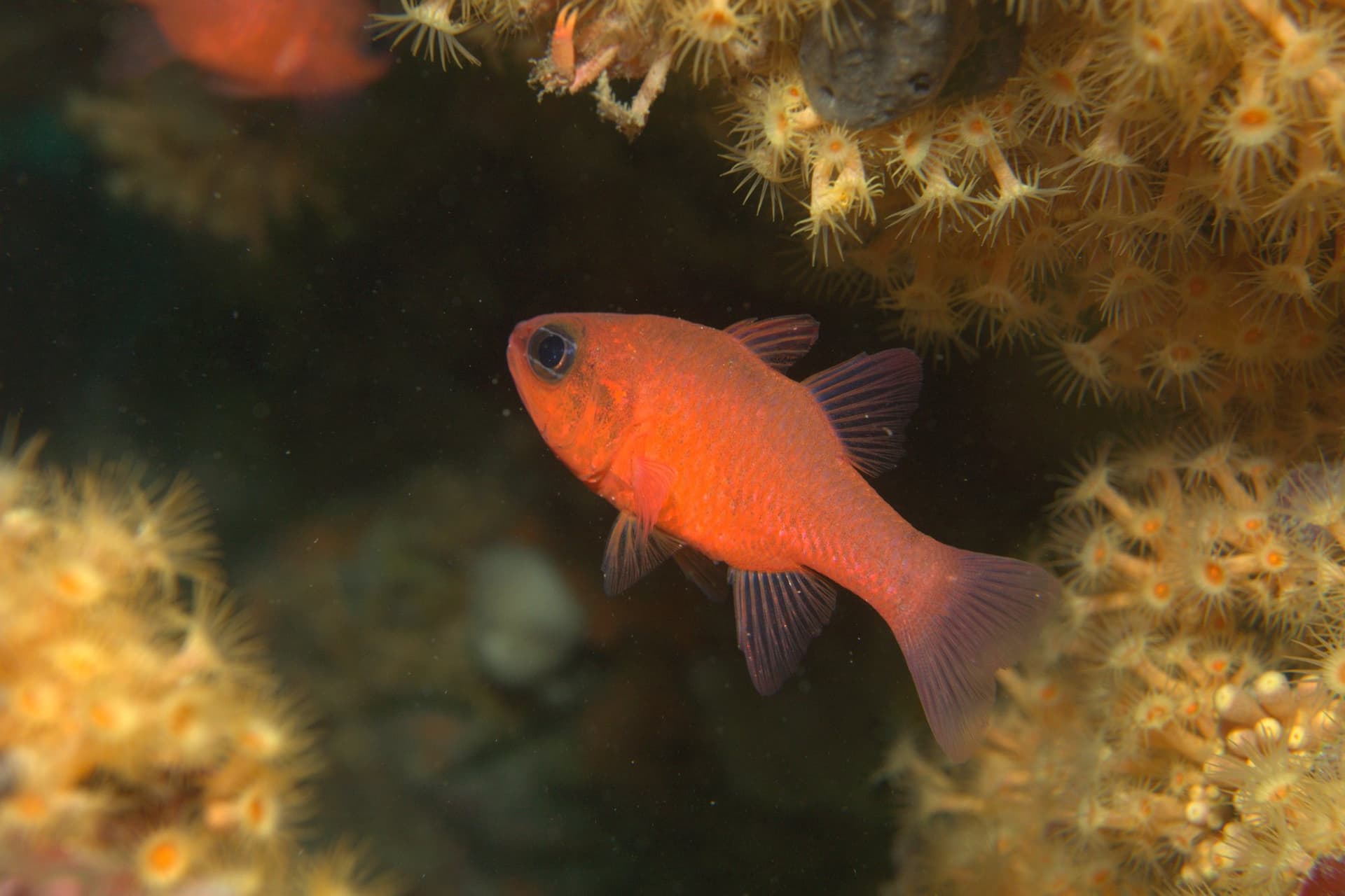 Mediterranean cardinalfish